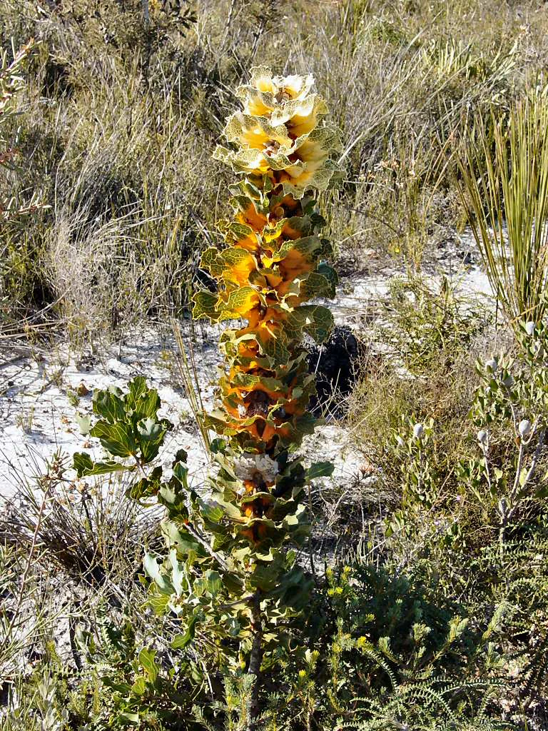 Tall flowering plant with yellow-orange blooms growing among grasses and shrubs in a natural landscape