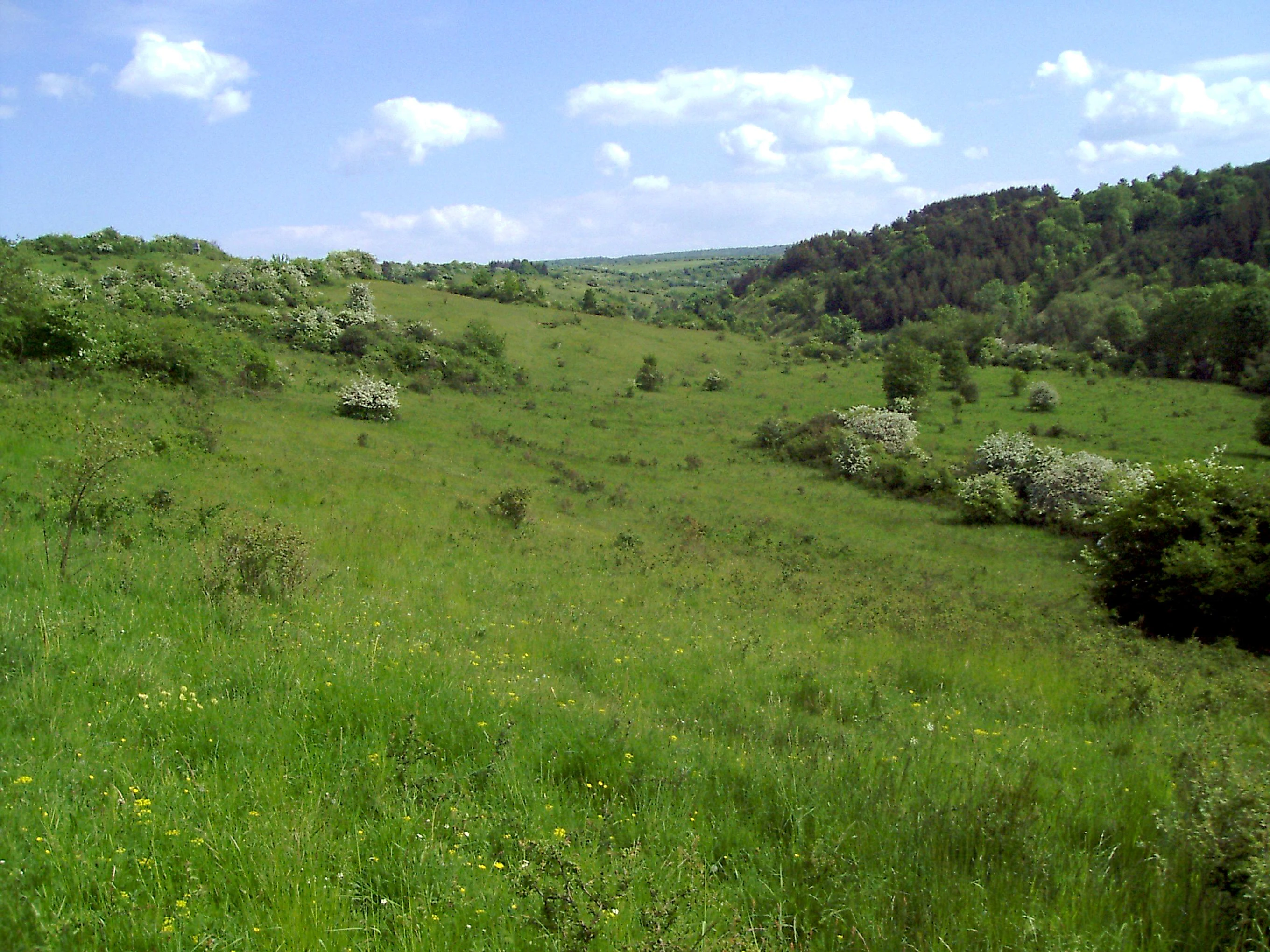 A wide view of a green, grassy valley landscape in Thuringia, Germany, featuring scattered hawthorn bushes in blossom under a blue sky.