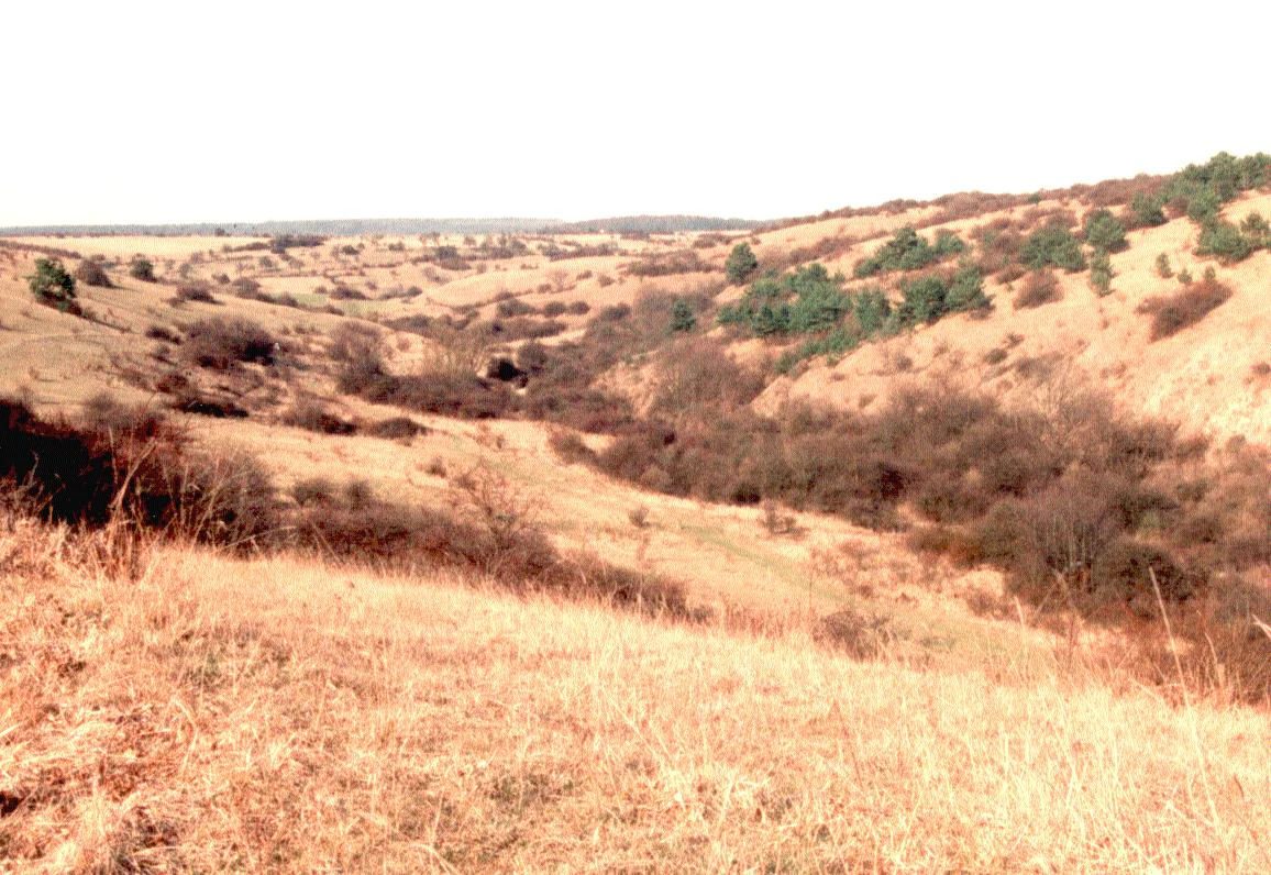 A wide, high-angle landscape shot of a dry, grassy valley under a bright, overcast sky. The rolling hills are covered in yellowed grass and clusters of dark green bushes and trees, sloping down toward a narrow valley floor.