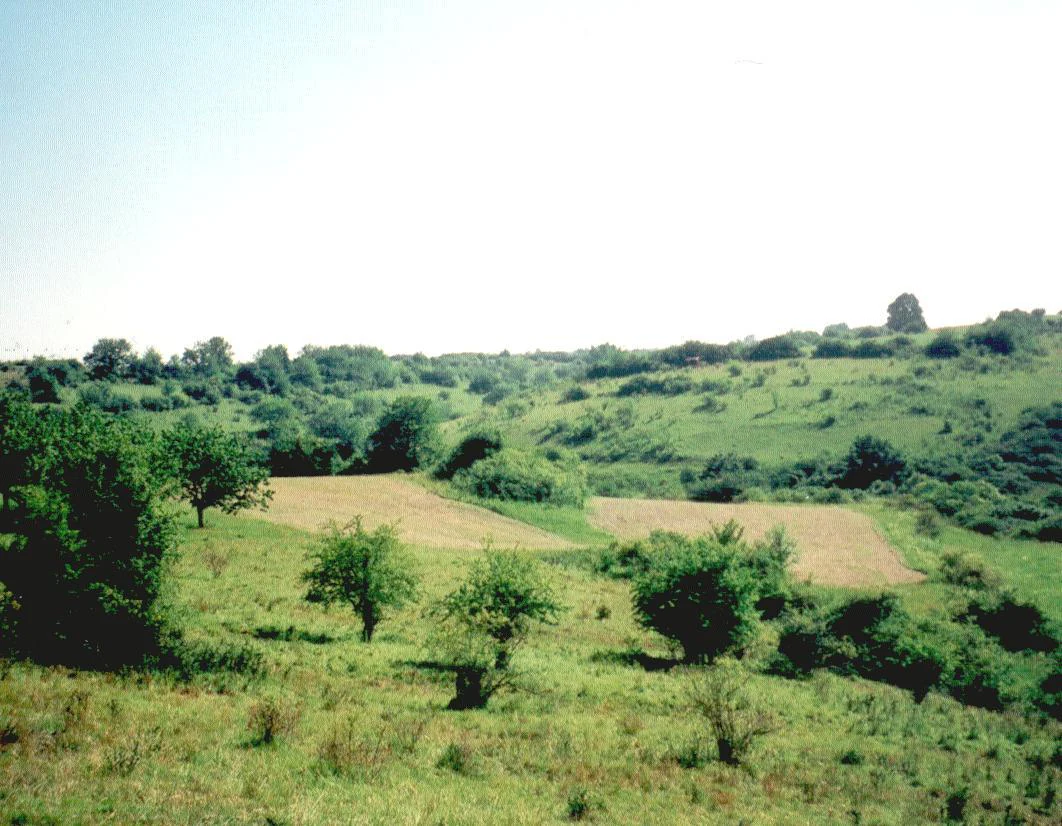 A wide view of a gently rolling, green, grassy valley in Flachstal, characterized by patches of dry yellow grass, scattered shrubs, and trees.