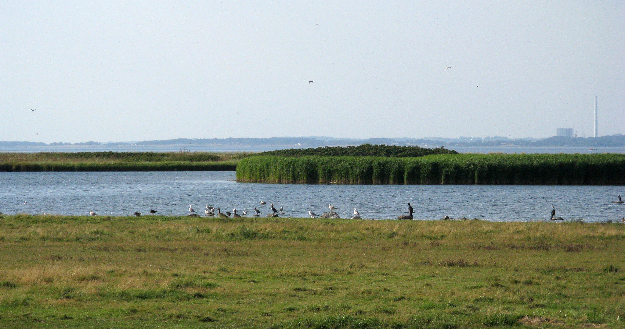 A wide view of a brackish lake with green reed beds in the center, surrounded by grassy fields and small birds along the shoreline.