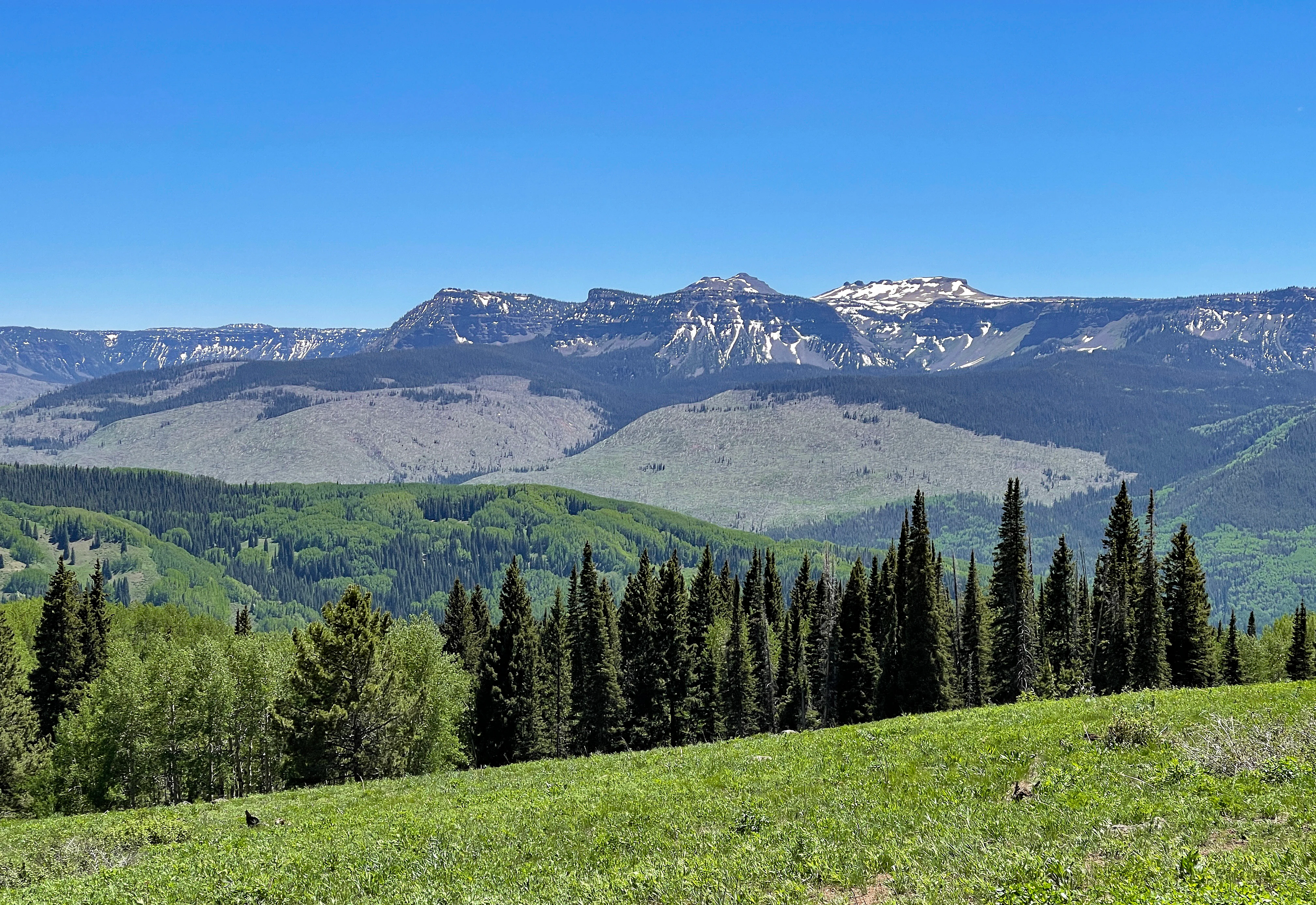 Una vista amplia y despejada de un paisaje montañoso con picos distintivos de cima plana, tipo meseta, al fondo, una franja de bosque de coníferas en el plano medio y una pradera herbosa en primer plano.