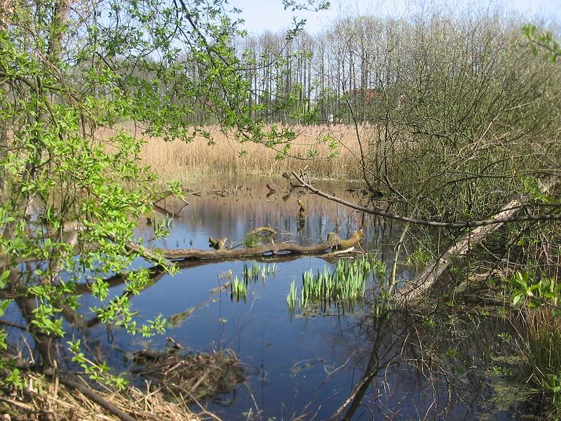A tranquil pond surrounded by lush spring vegetation, featuring fallen logs in the water and a background of reeds and trees in the Fließwiese Ruhleben nature reserve.