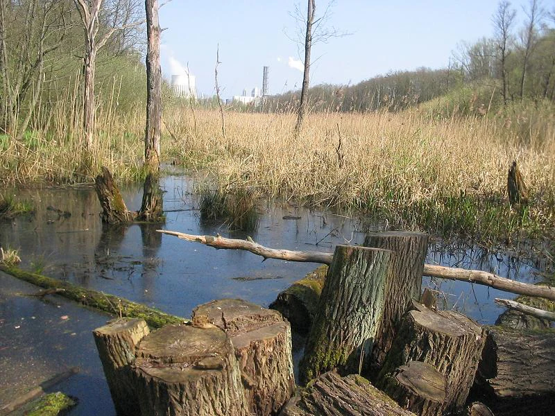 A wetland area with standing water, dead tree stumps in the foreground, and tall dry grass in the background with a power plant chimney visible in the distance.