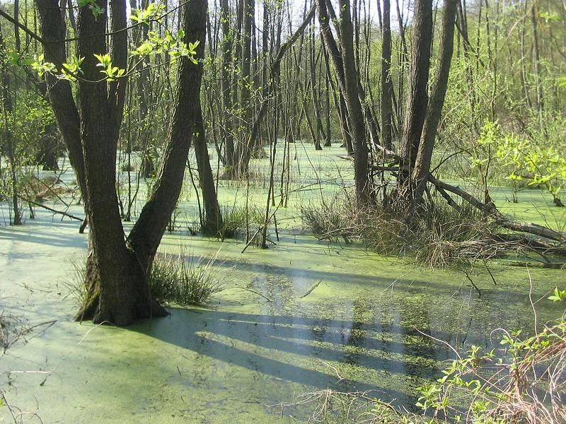 A swampy woodland area with thin, dark tree trunks rising from a green, mossy water surface reflecting the spring light.