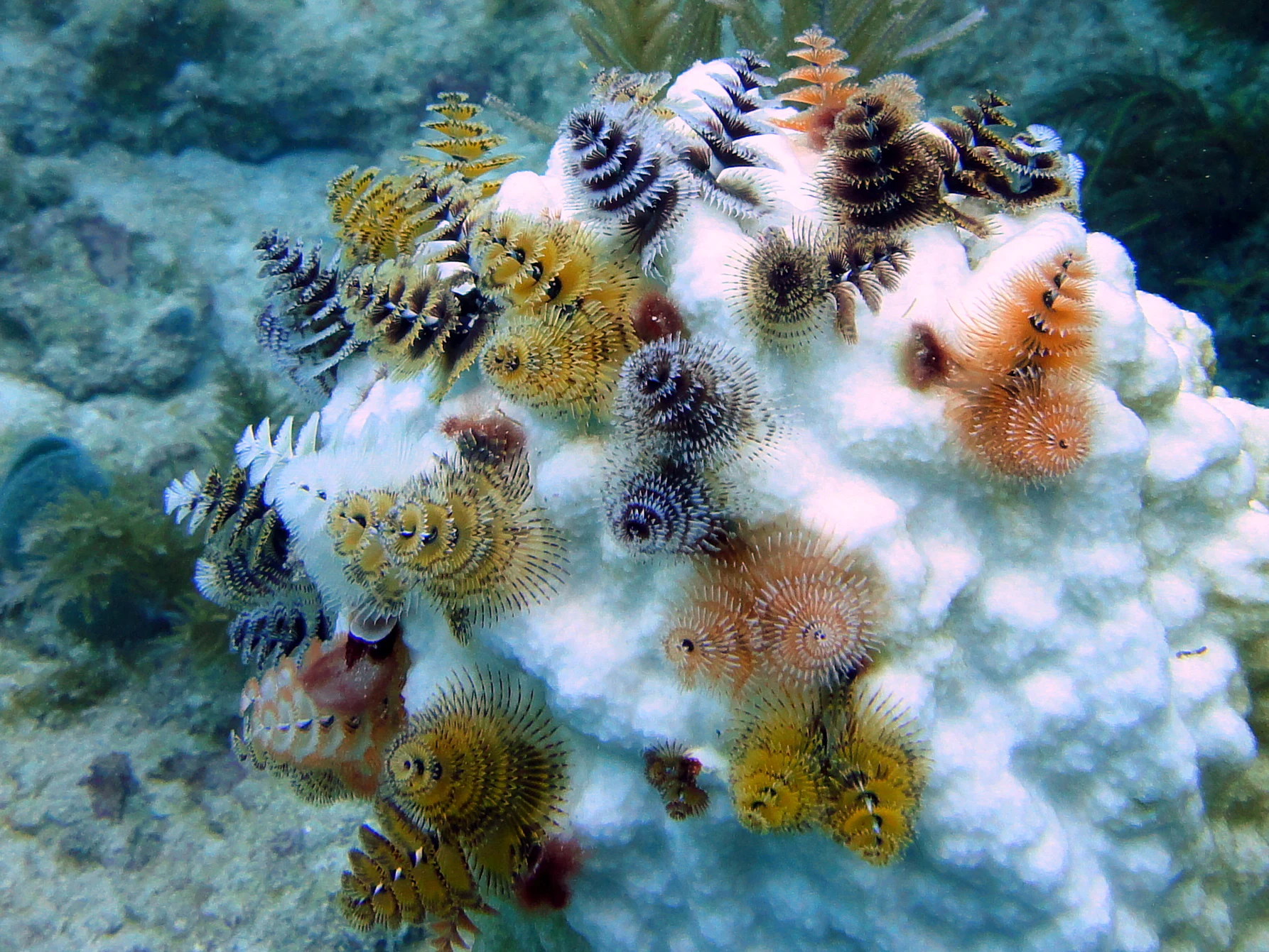 Close-up underwater view of numerous colorful spiral-shaped Christmas tree worms attached to a bright white bleached coral structure.