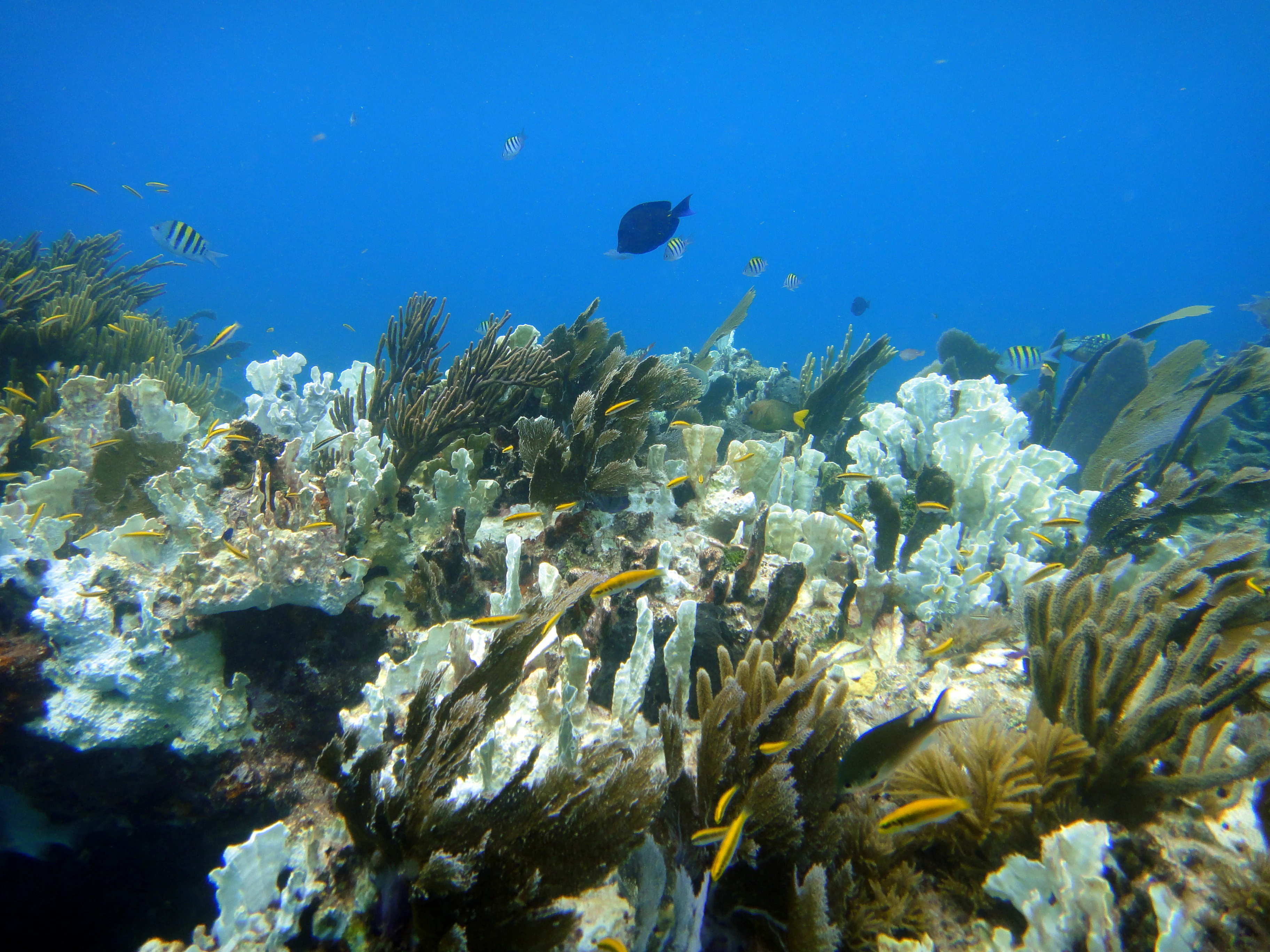 An underwater view of a coral reef with visible bleaching on many of the structures and several small fish swimming nearby.
