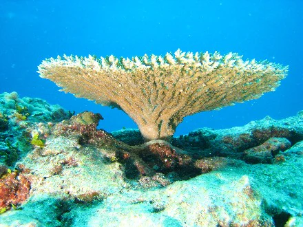 An underwater view of a large, flat, fan-shaped table coral structure growing from a rocky reef against a deep blue background.