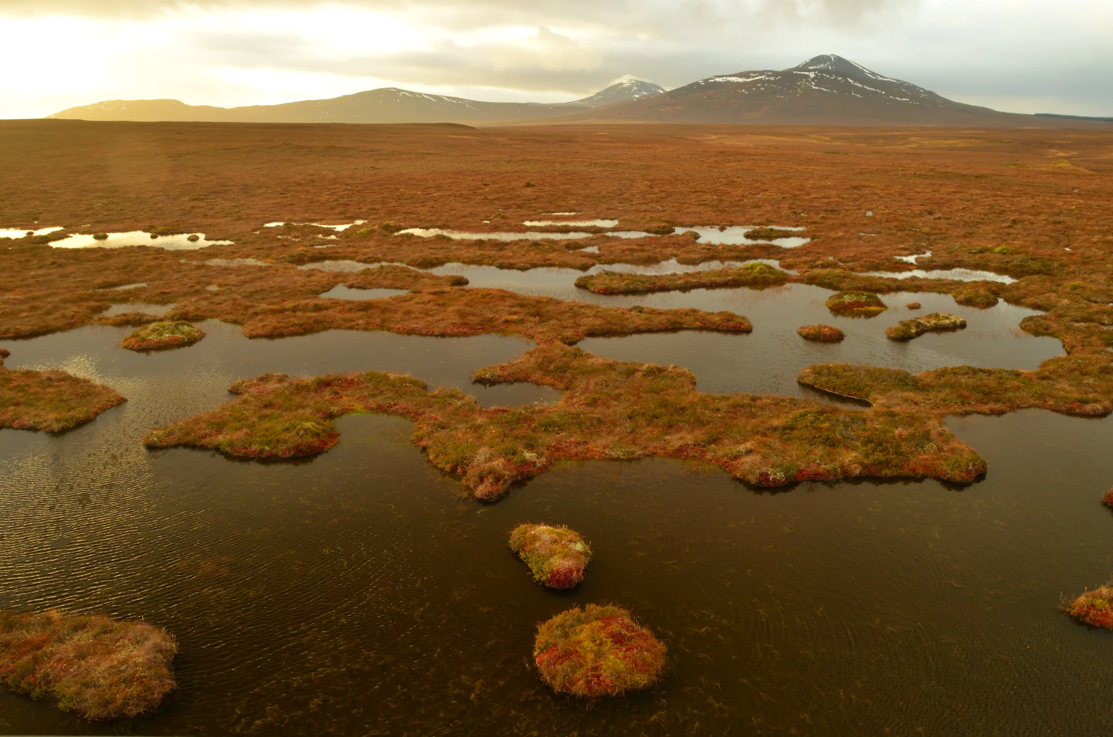 A wide aerial view of the Flow Country in Scotland, showing a vast, flat expanse of peatland bog with scattered dark water pools and low-lying vegetation under a sunset-lit sky.