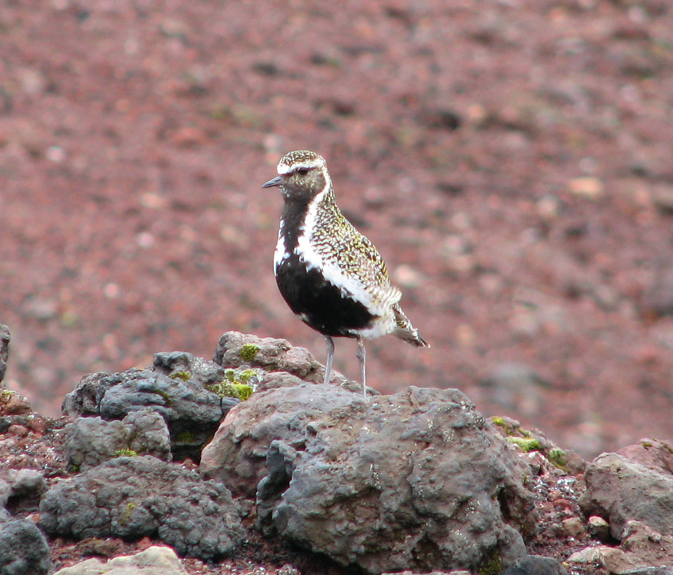 A golden plover bird with speckled brown plumage and a black breast standing on dark, uneven volcanic-looking rocks.