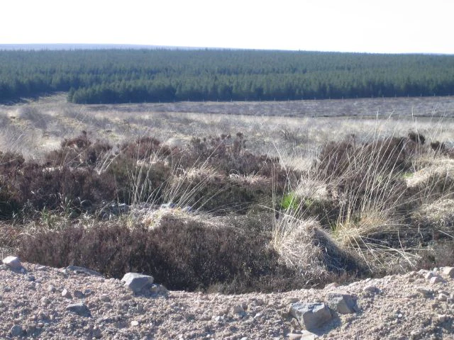 A wide landscape showing a foreground of cleared land and gravel, transitioning to brown peatland vegetation with tall grass, and a dense line of pine forest in the distance.