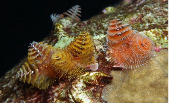 Close-up underwater view of vibrant orange and yellow spiral-shaped Christmas tree worms emerging from a textured coral reef surface against a dark background.