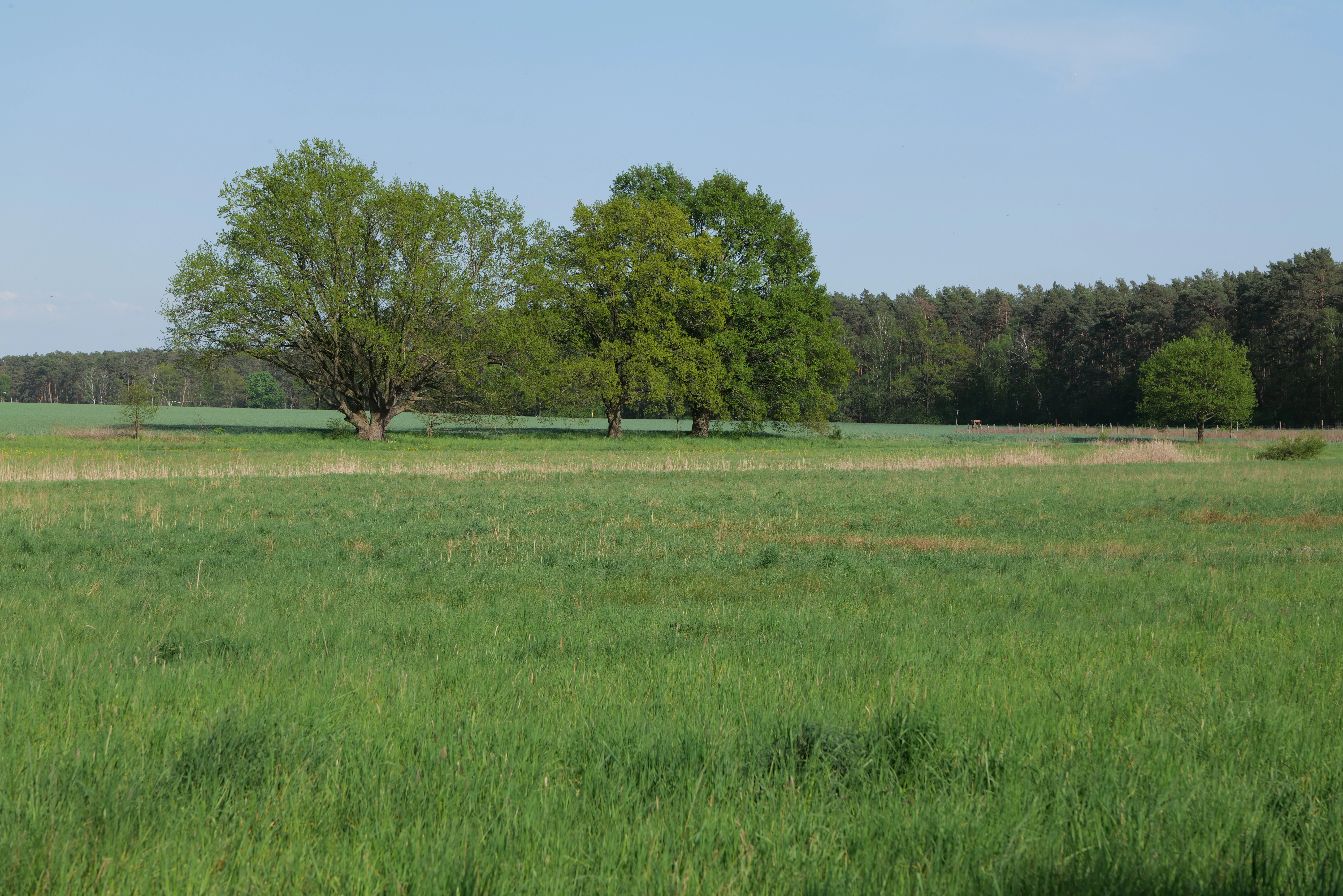 A wide shot of a green grassy meadow with clusters of leafy trees in the middle distance and a darker forest line in the background under a blue sky.