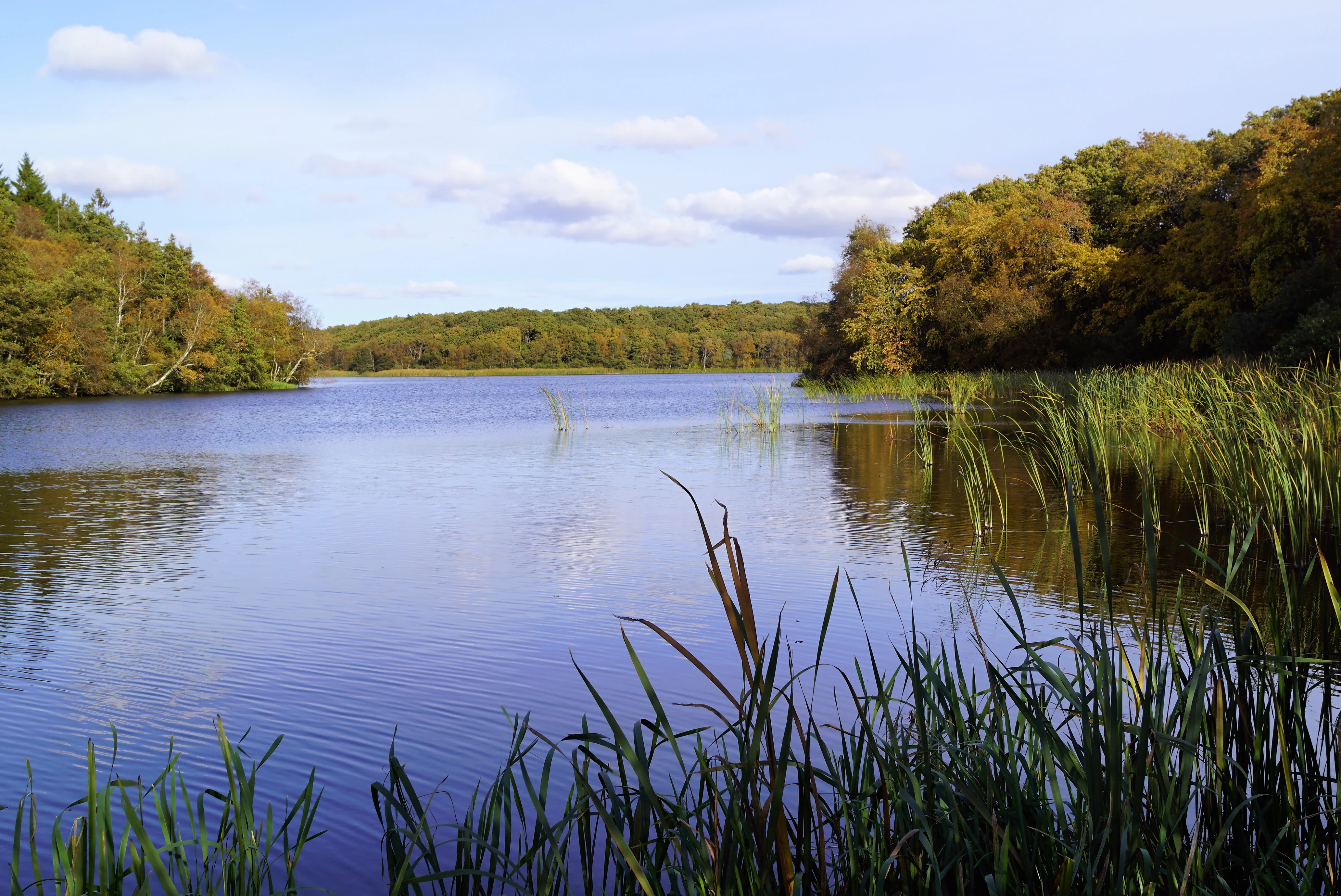 A peaceful lake surrounded by a dense green forest and reeds, under a blue sky with soft white clouds.