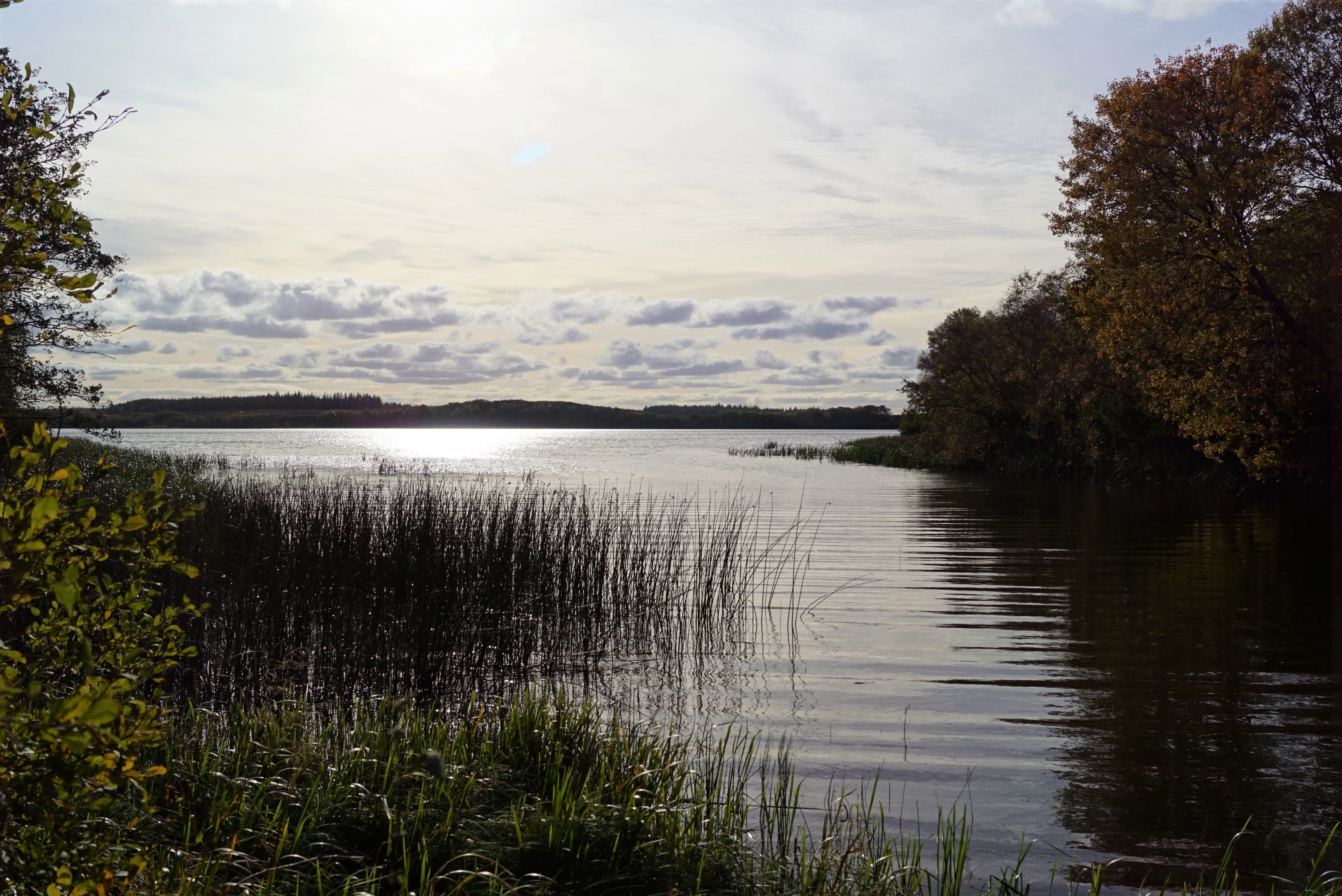 A wide view of a calm lake surrounded by trees and reeds under a bright, cloudy sky.