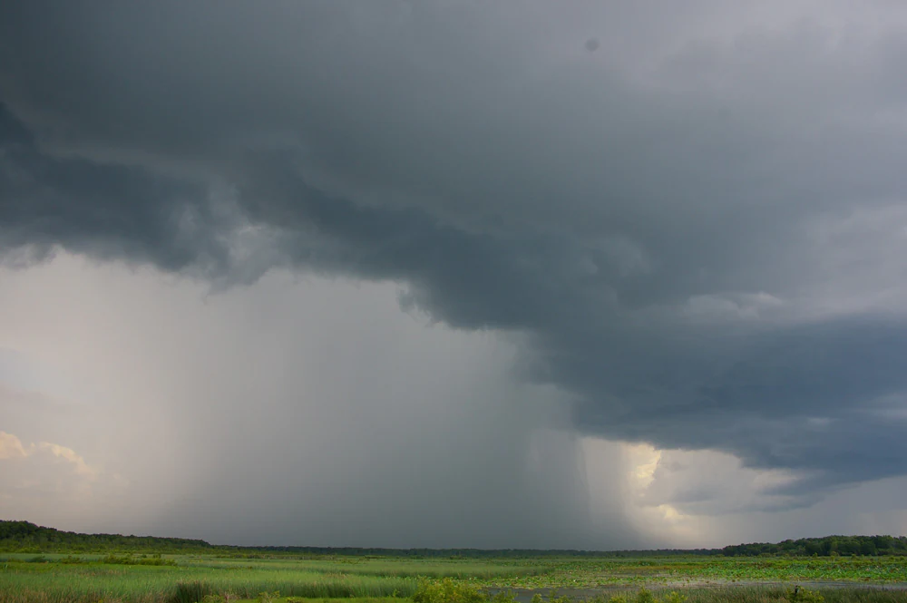 A wide landscape view of flat green wetlands under a dark and heavy storm cloud with visible rainfall curtains.