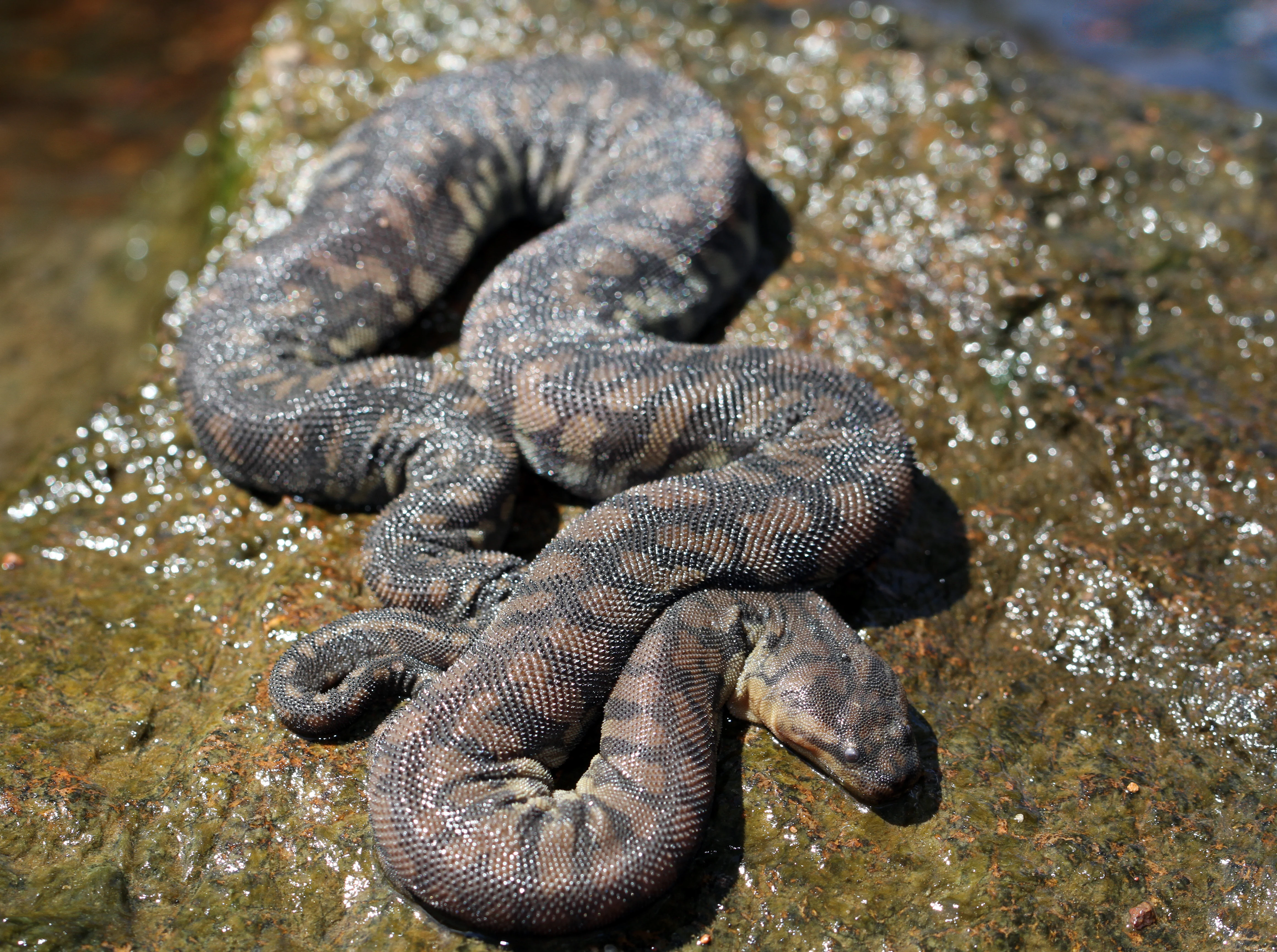 A close-up of a coiled Arafura file snake with dark, patterned, bumpy skin resting on a wet, algae-covered rock.
