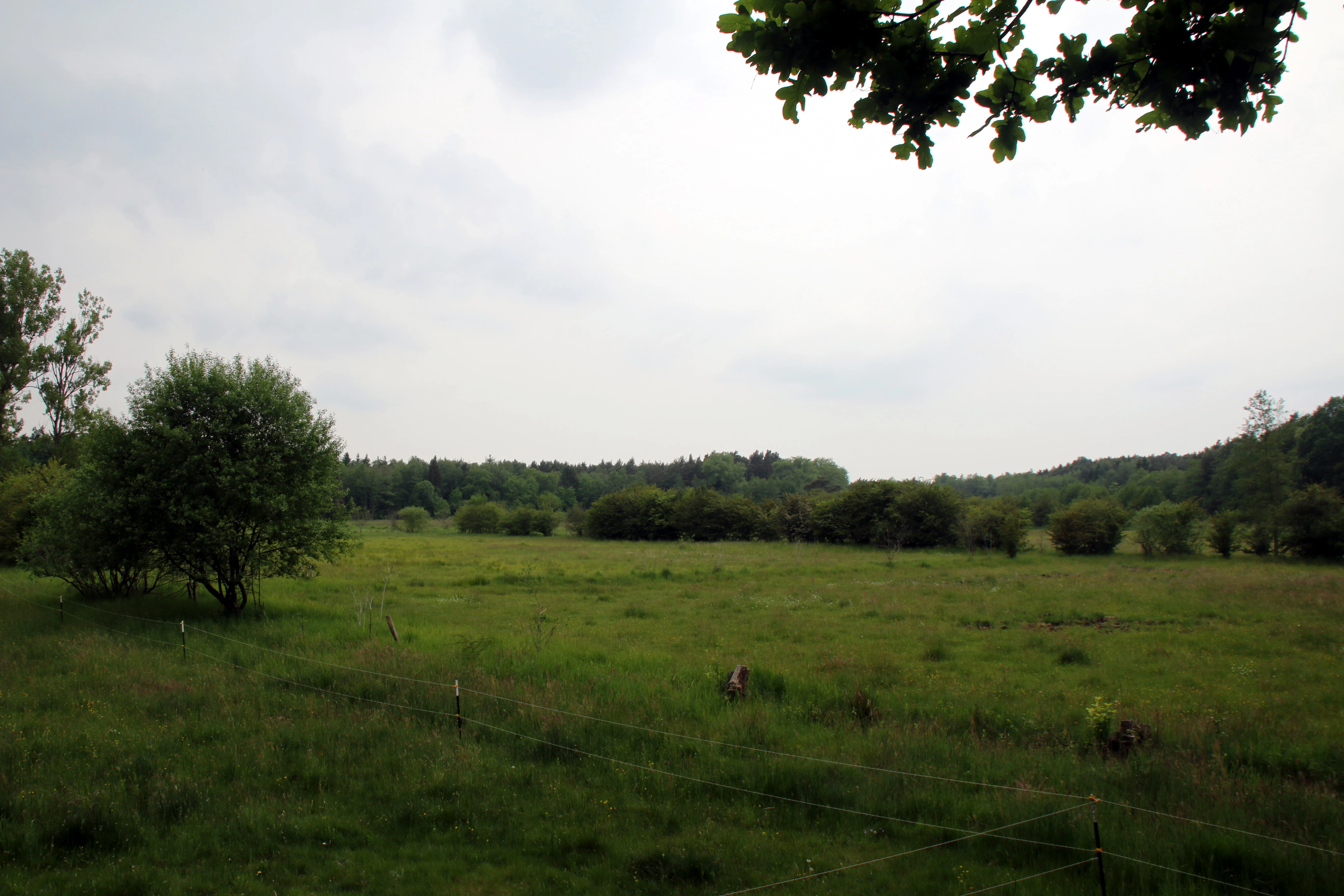 A wide, grassy meadow stretches toward a dense forest line under a cloudy sky.