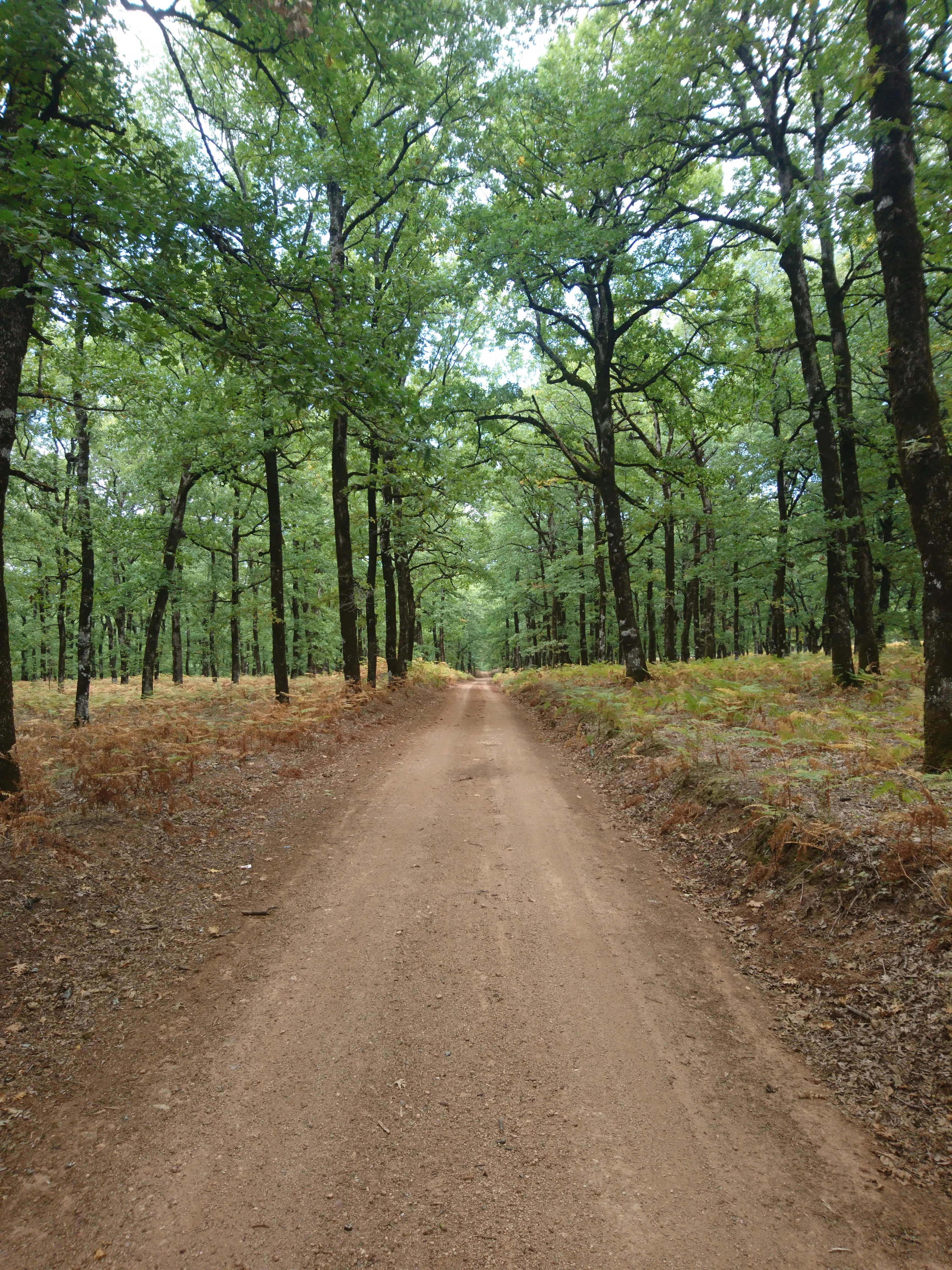 A wide, unpaved dirt path extending into the distance through a lush forest of tall, mature oak trees.