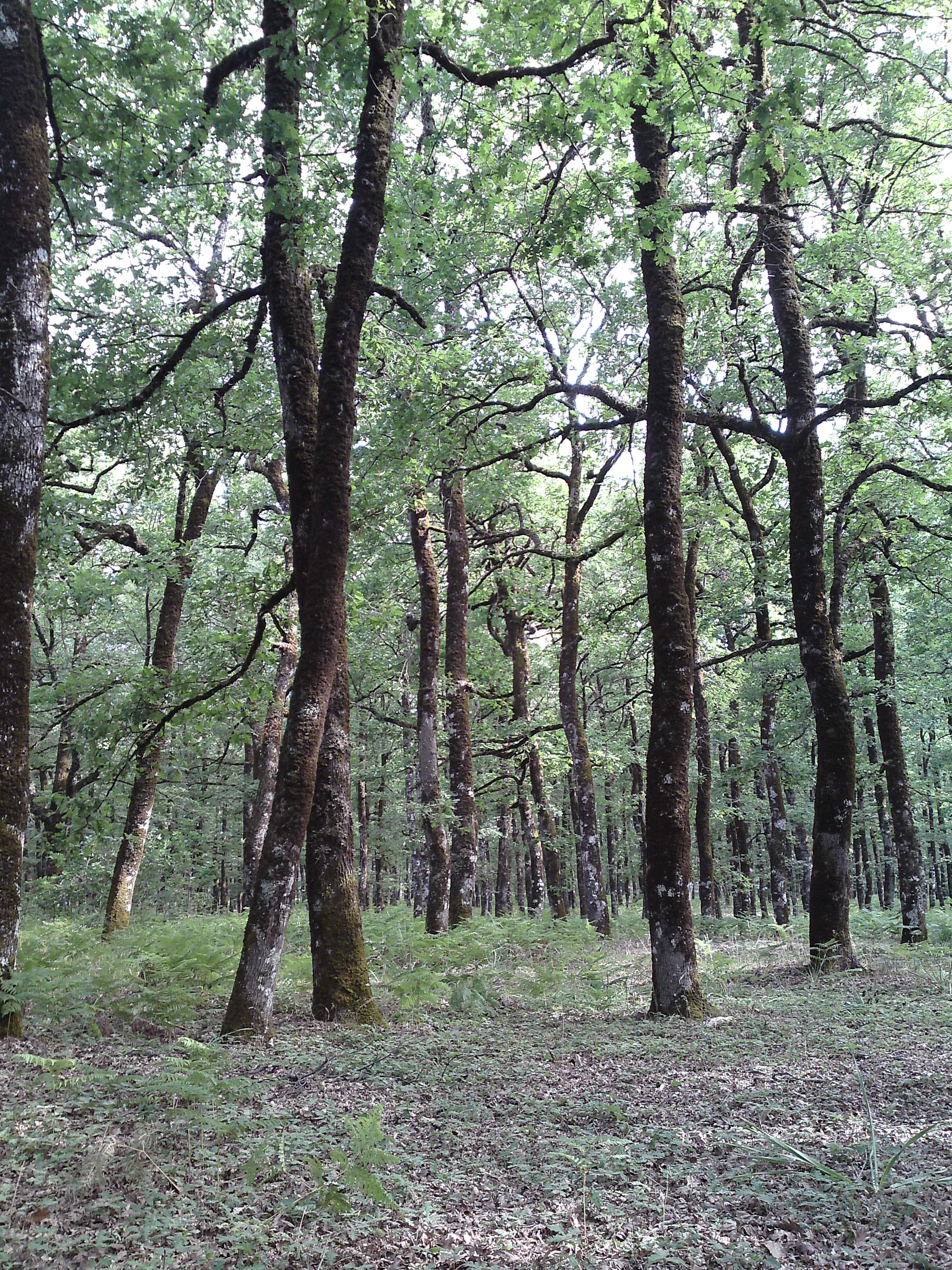 A vertical view inside a dense oak forest with tall, slender tree trunks and a canopy of green leaves, with ferns on the forest floor.