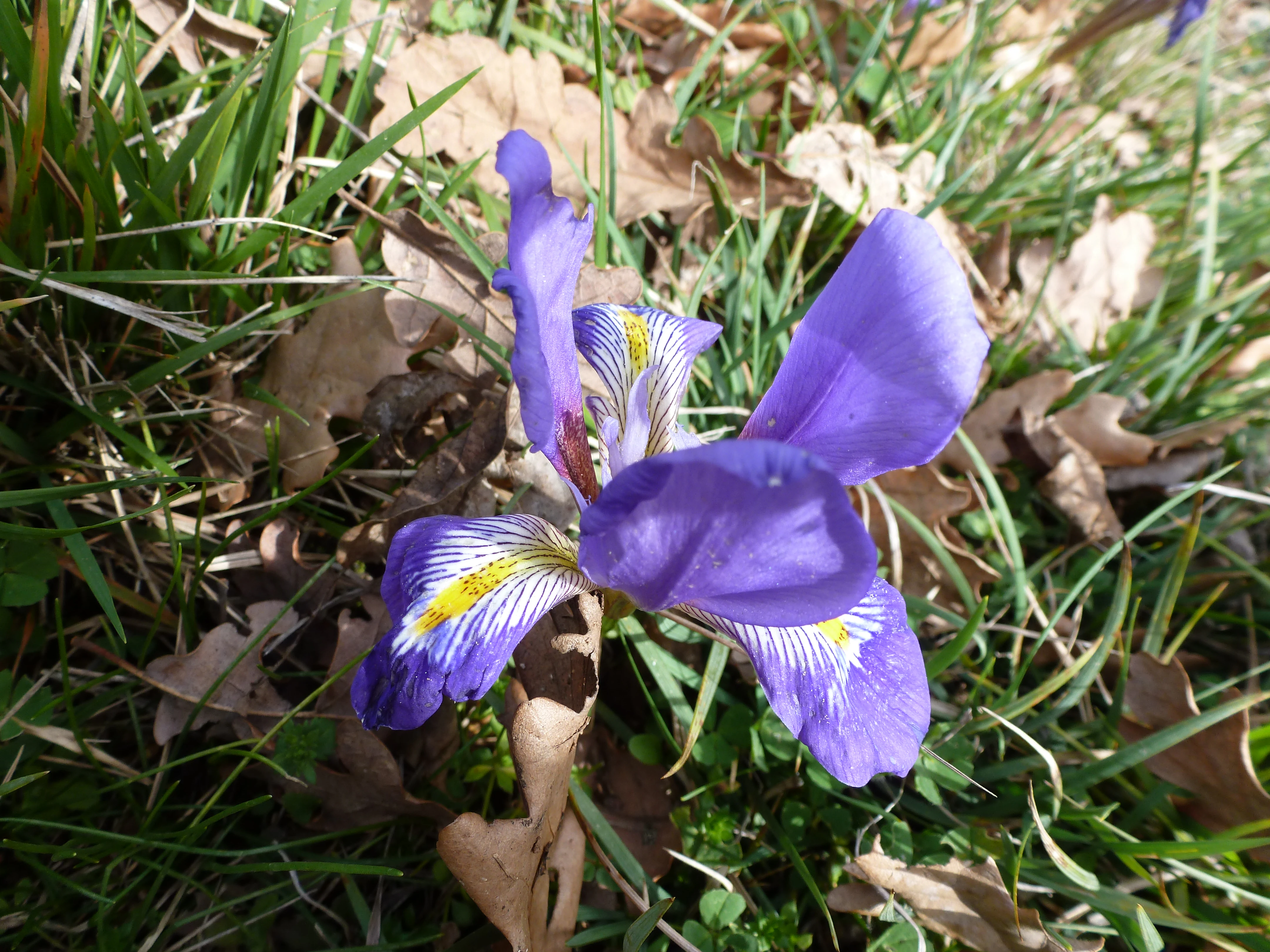 A close-up of a single purple iris flower with yellow and white striped markings on the petals, growing amongst green grass and dried oak leaves.