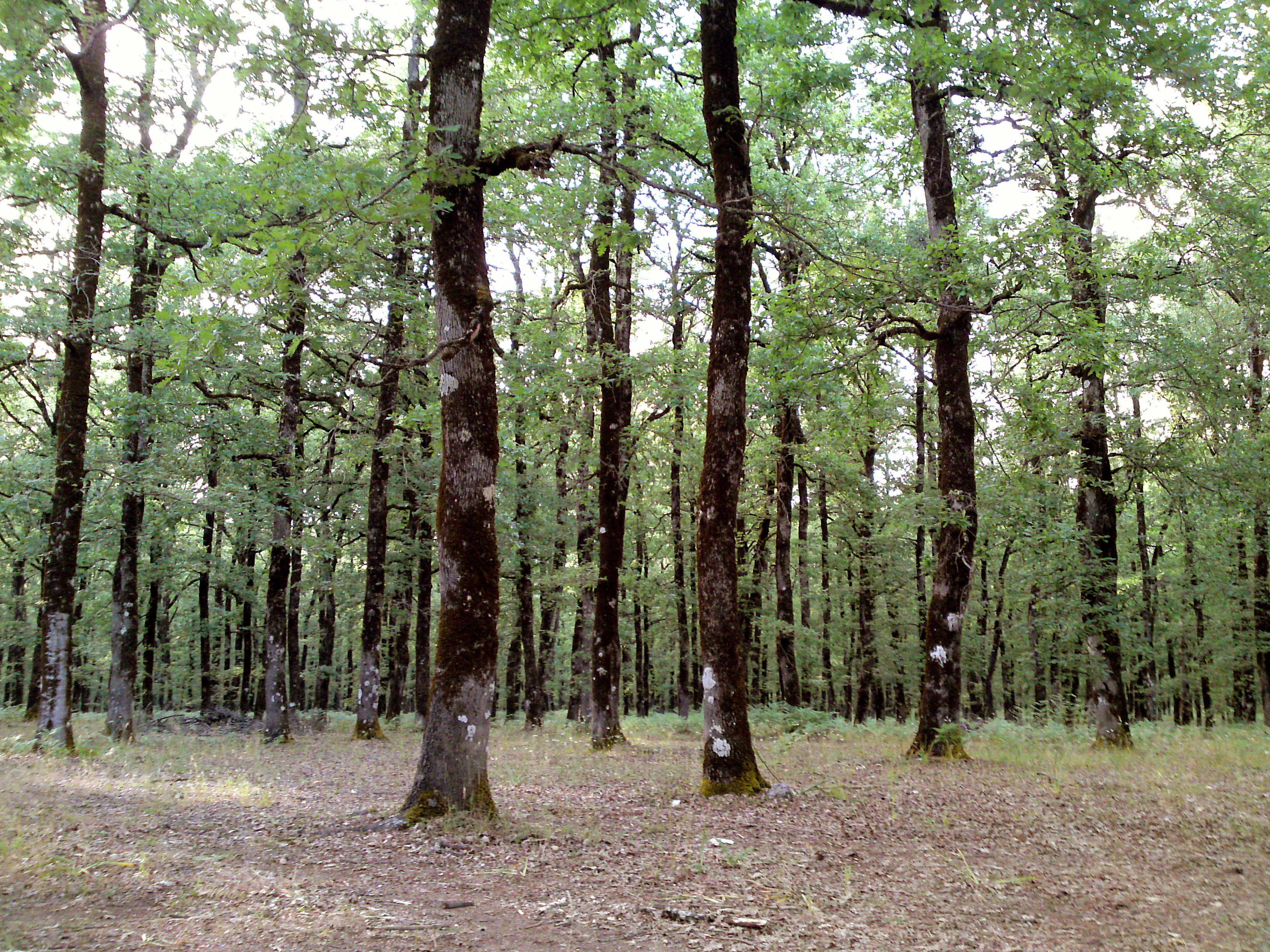 A medium distance shot of an open, deciduous oak forest with tall, dark-barked tree trunks and a canopy of green leaves, showing a flat forest floor covered in leaf litter.