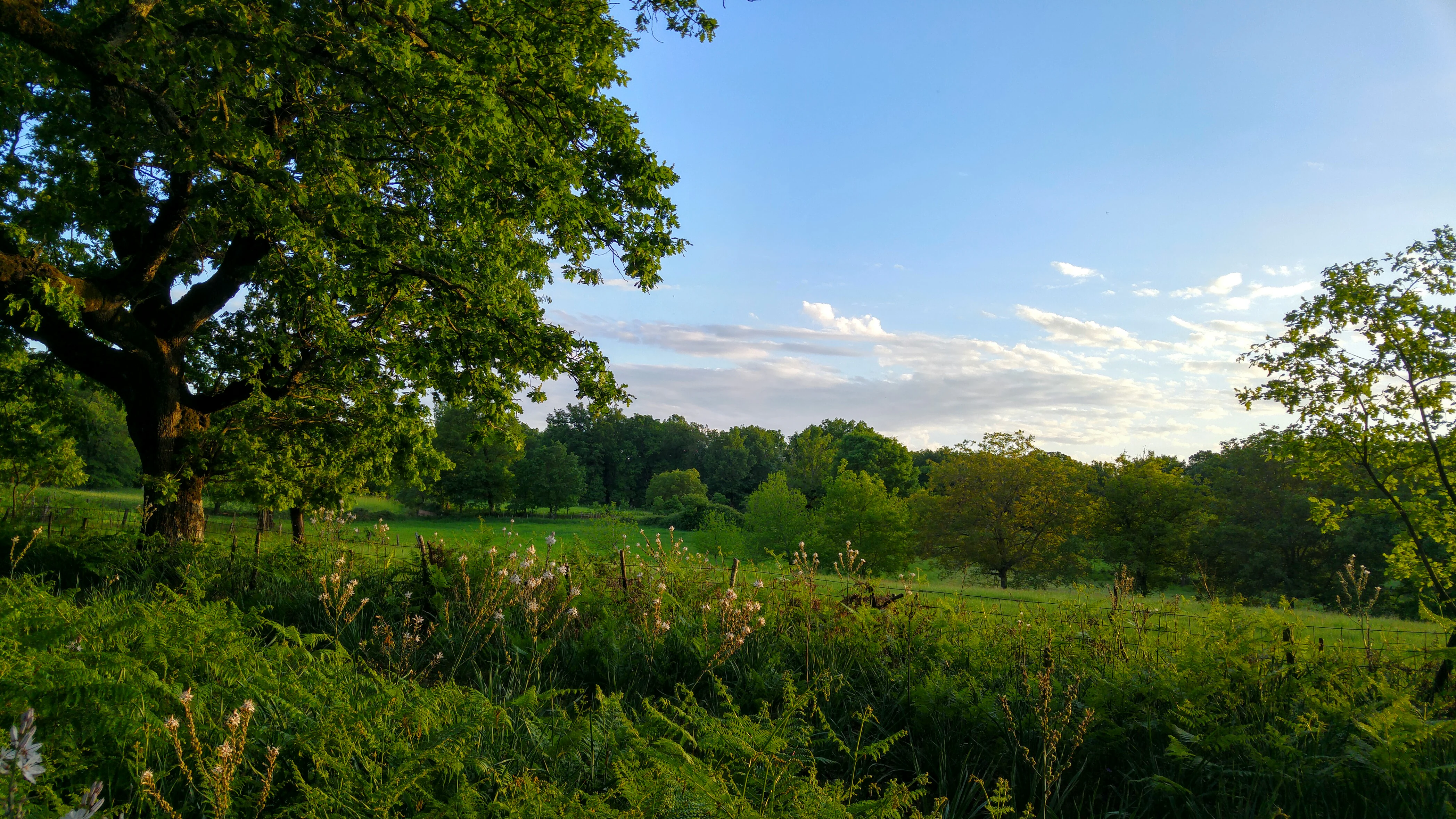 A wide view of a sunlit oak forest with a green meadow in the foreground and a dense line of trees in the background under a blue sky with light clouds.