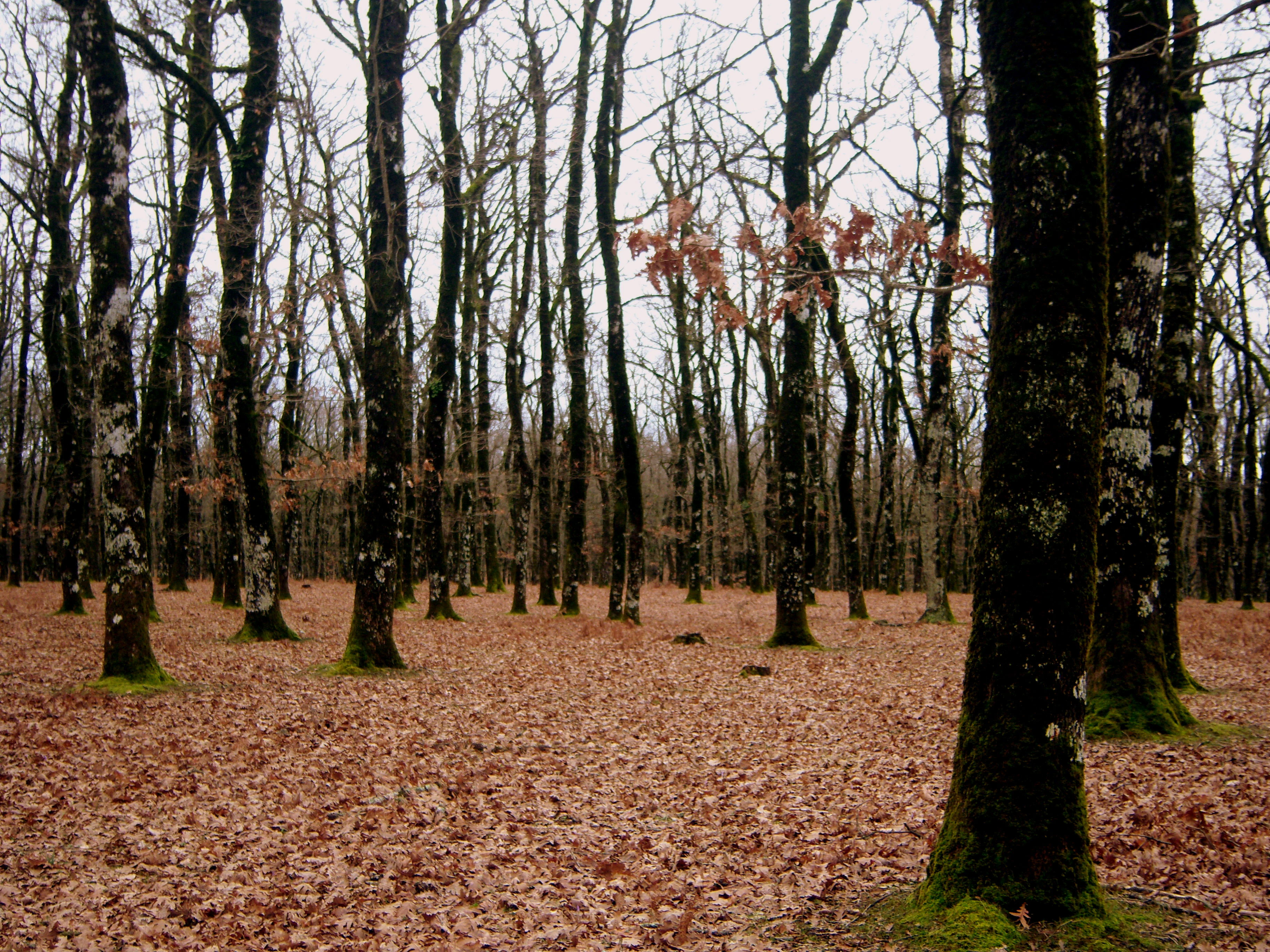 A wide shot looking into a dense, mature forest of tall, dark oak trees with a forest floor completely covered in fallen brown autumn leaves during an overcast day.