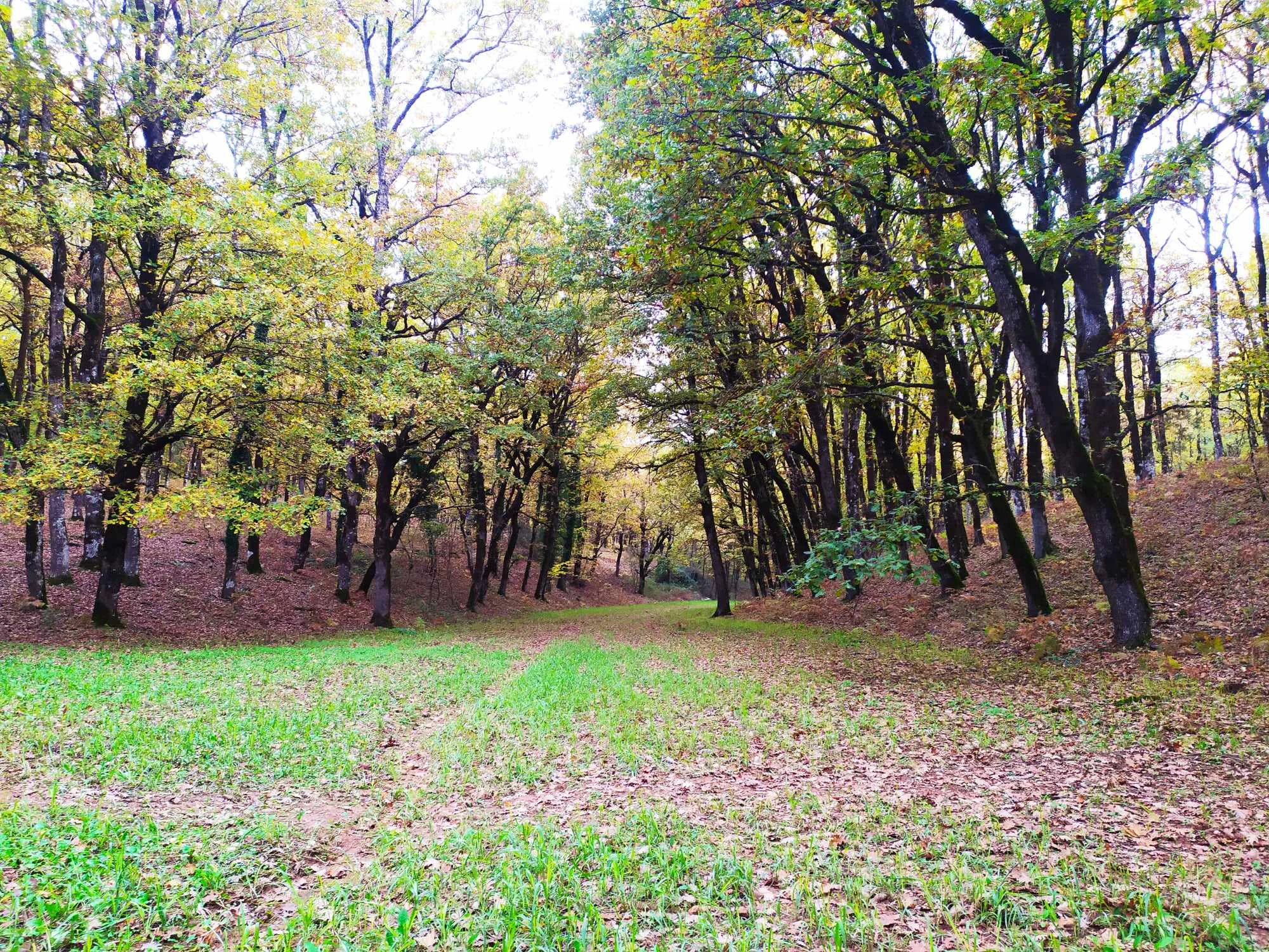 A wide angle shot of a deciduous forest path covered in fallen leaves, lined with tall oak trees on both sides.