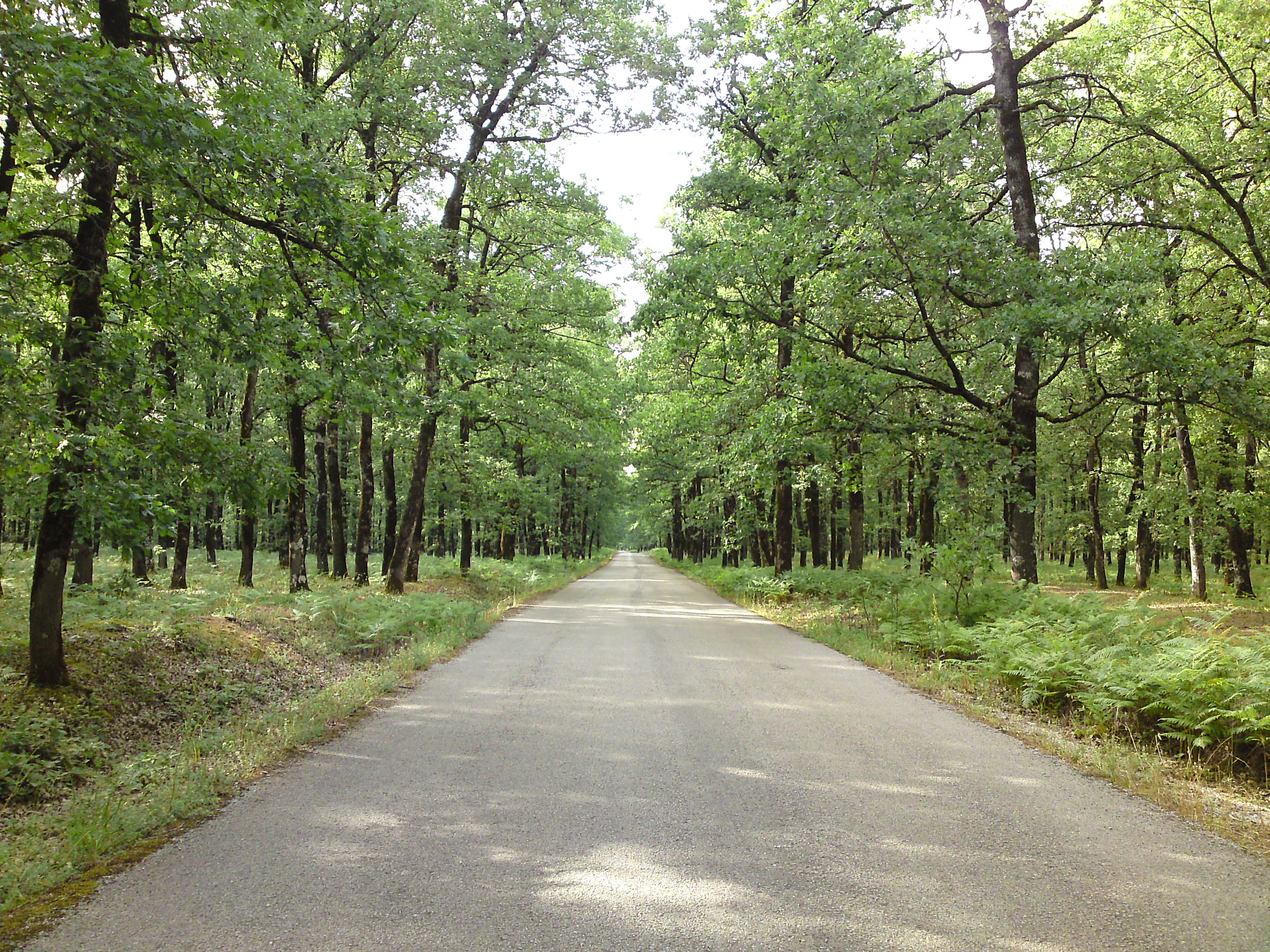 A straight asphalt road extending into the distance through a dense forest of mature deciduous oak trees.