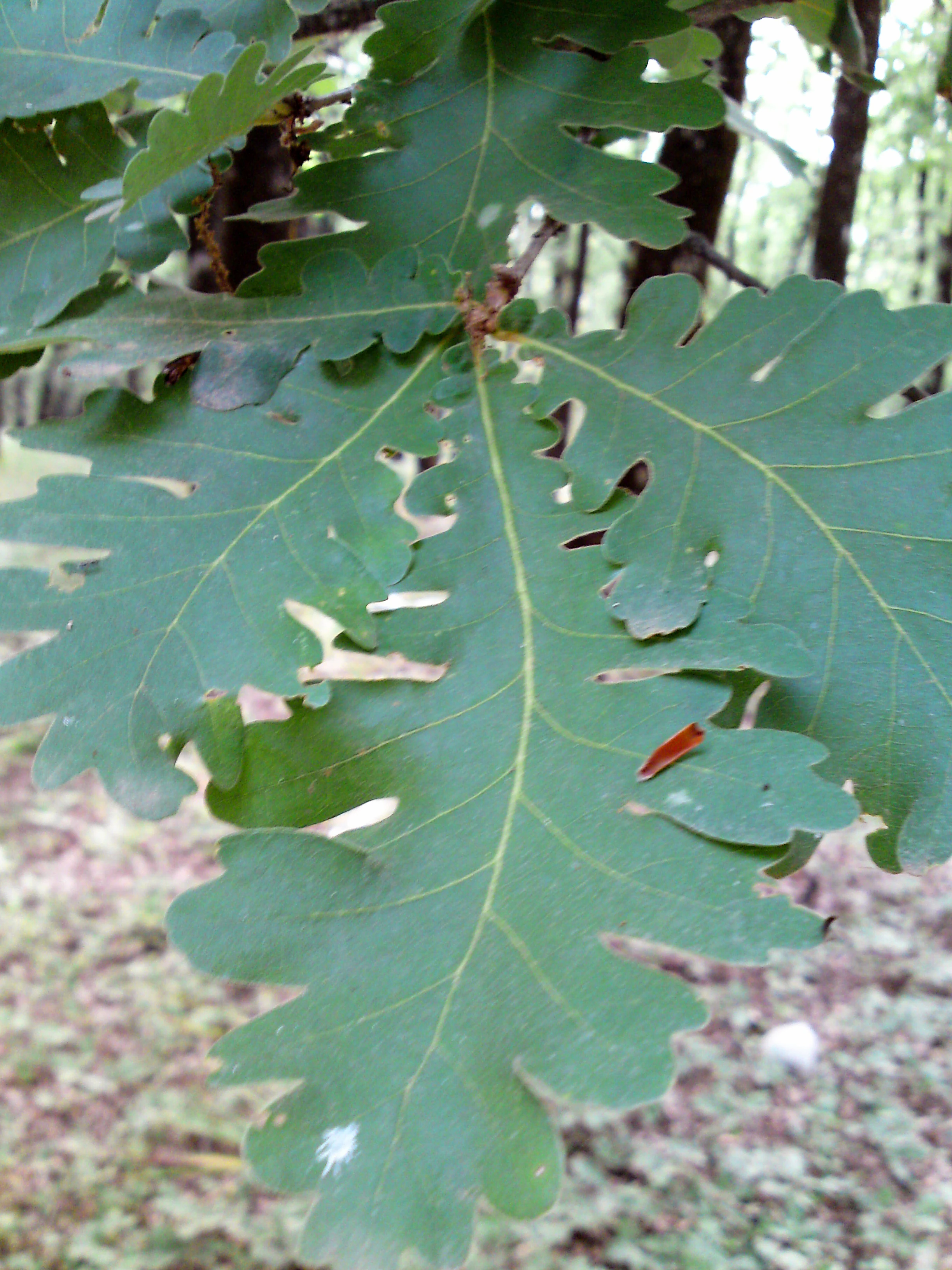 A close up view of serrated green oak leaves hanging from a branch in a forest setting.