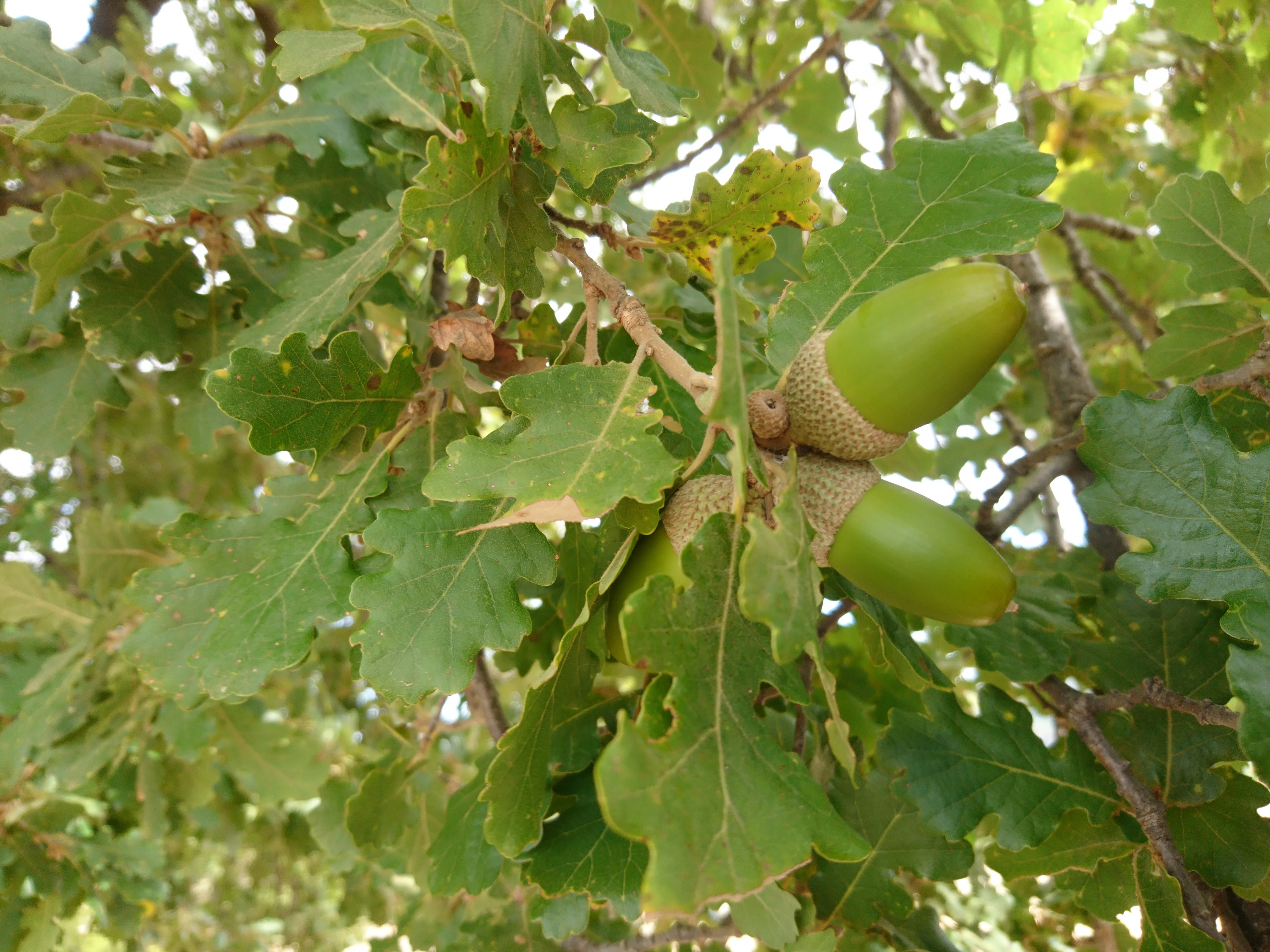 A close-up view of vibrant green oak leaves and two developing acorns attached to a branch.