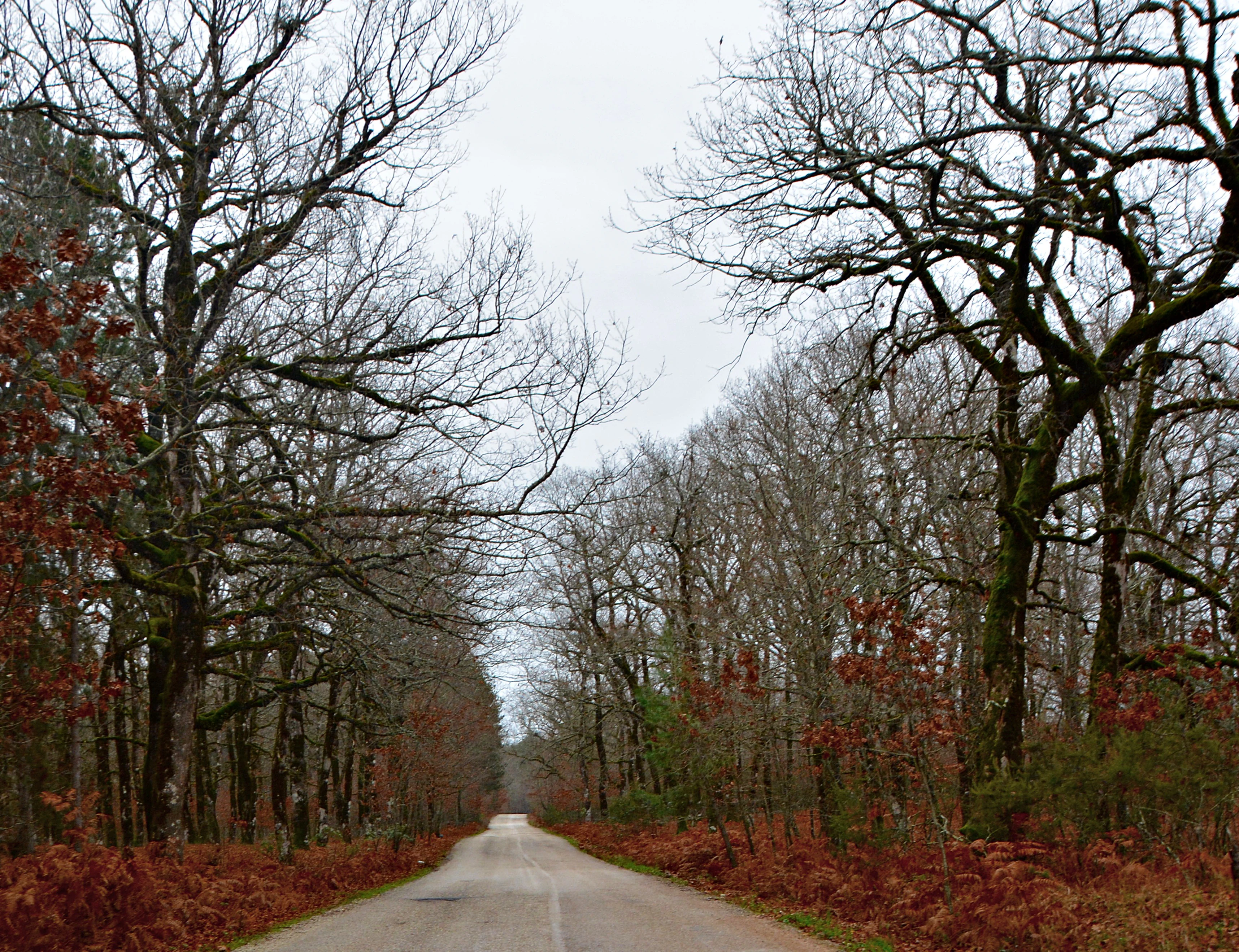 A paved road stretches into the distance, framed by tall, bare-branched oak trees and rust-colored undergrowth in the Foloi oak forest.