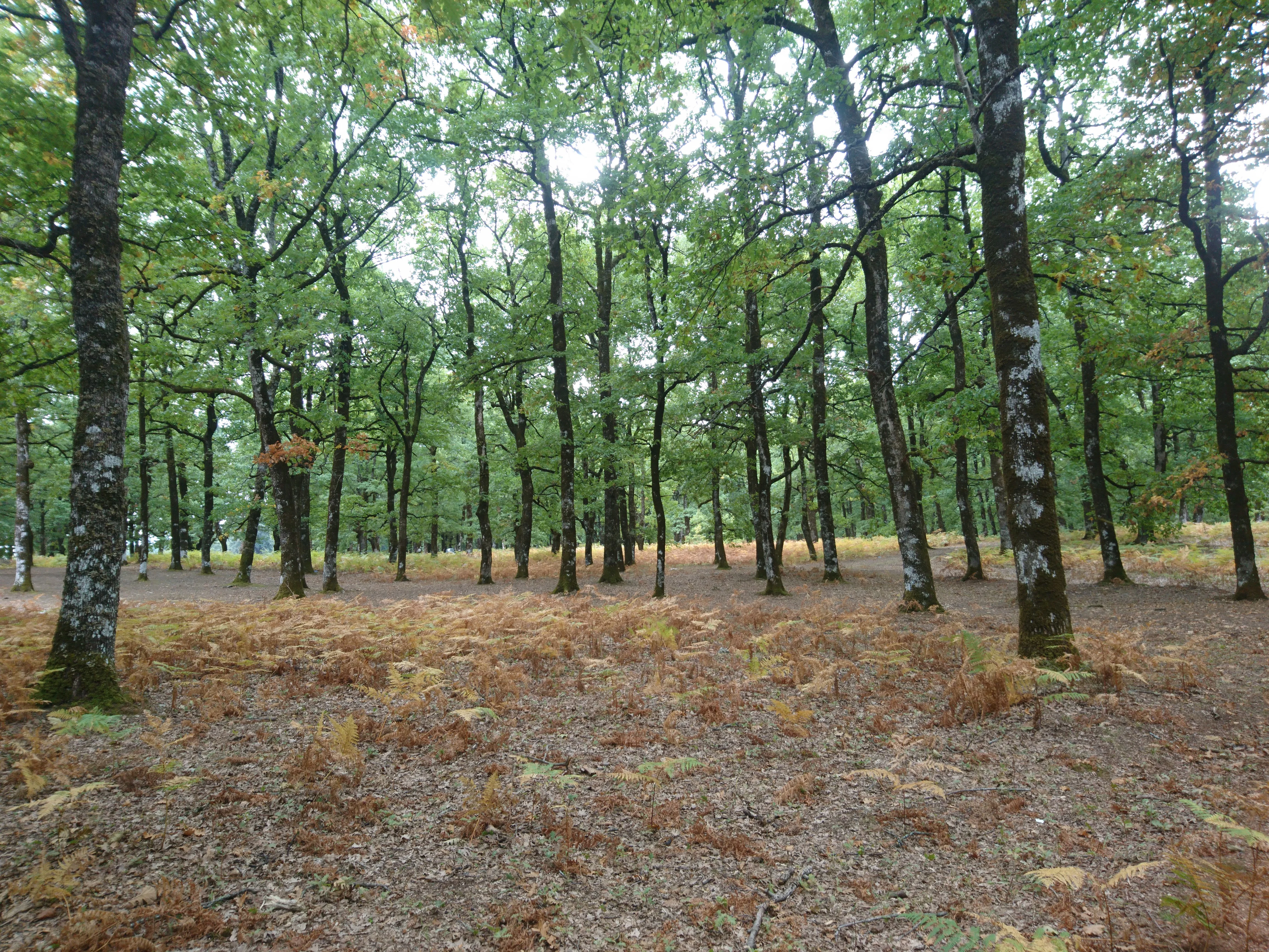 A dense grove of tall deciduous oak trees with light green foliage and dark trunks standing on a forest floor covered with dried, reddish-brown ferns.