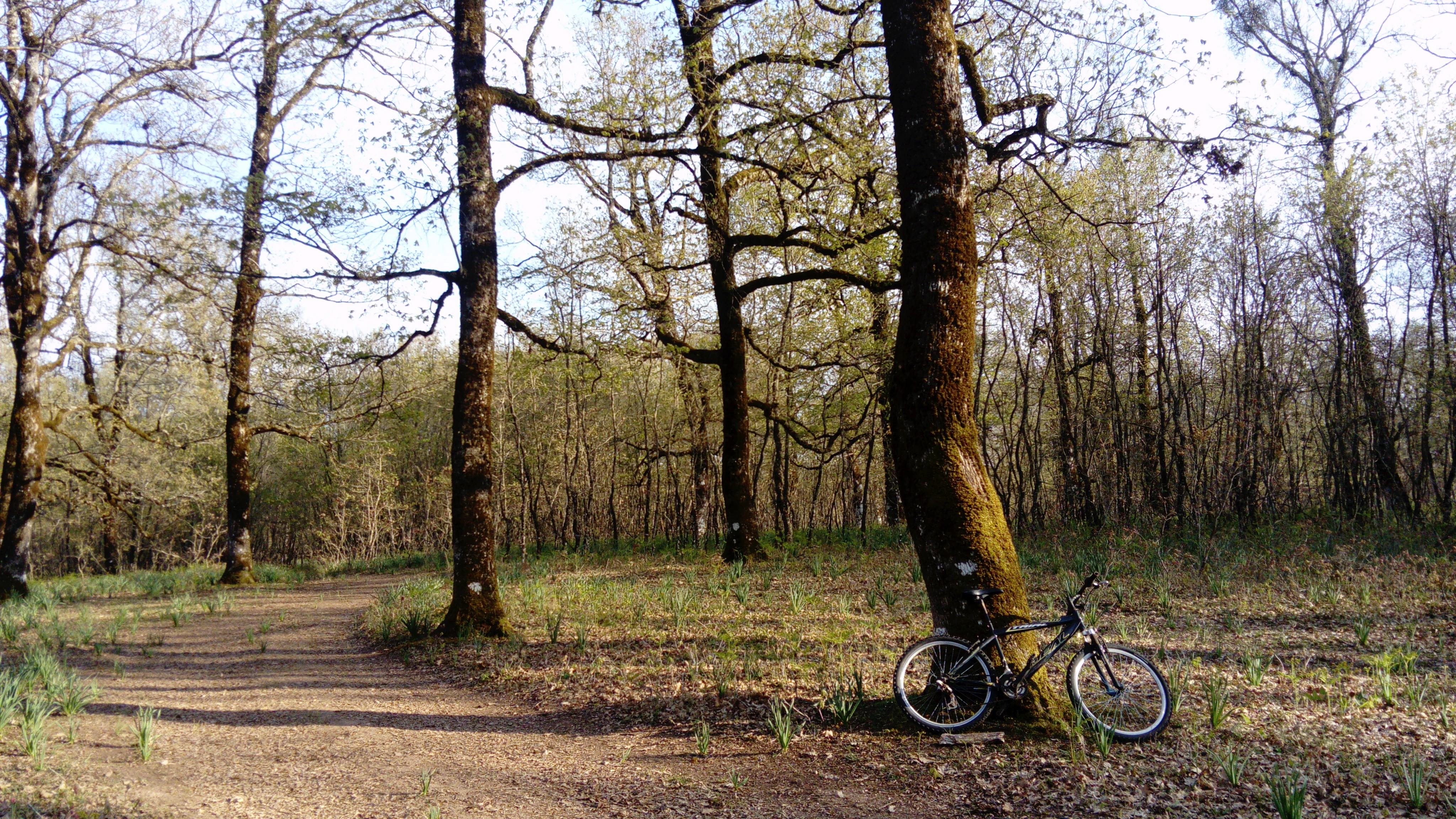 A mountain bike parked on a dirt path in a deciduous oak forest during spring with light green foliage.