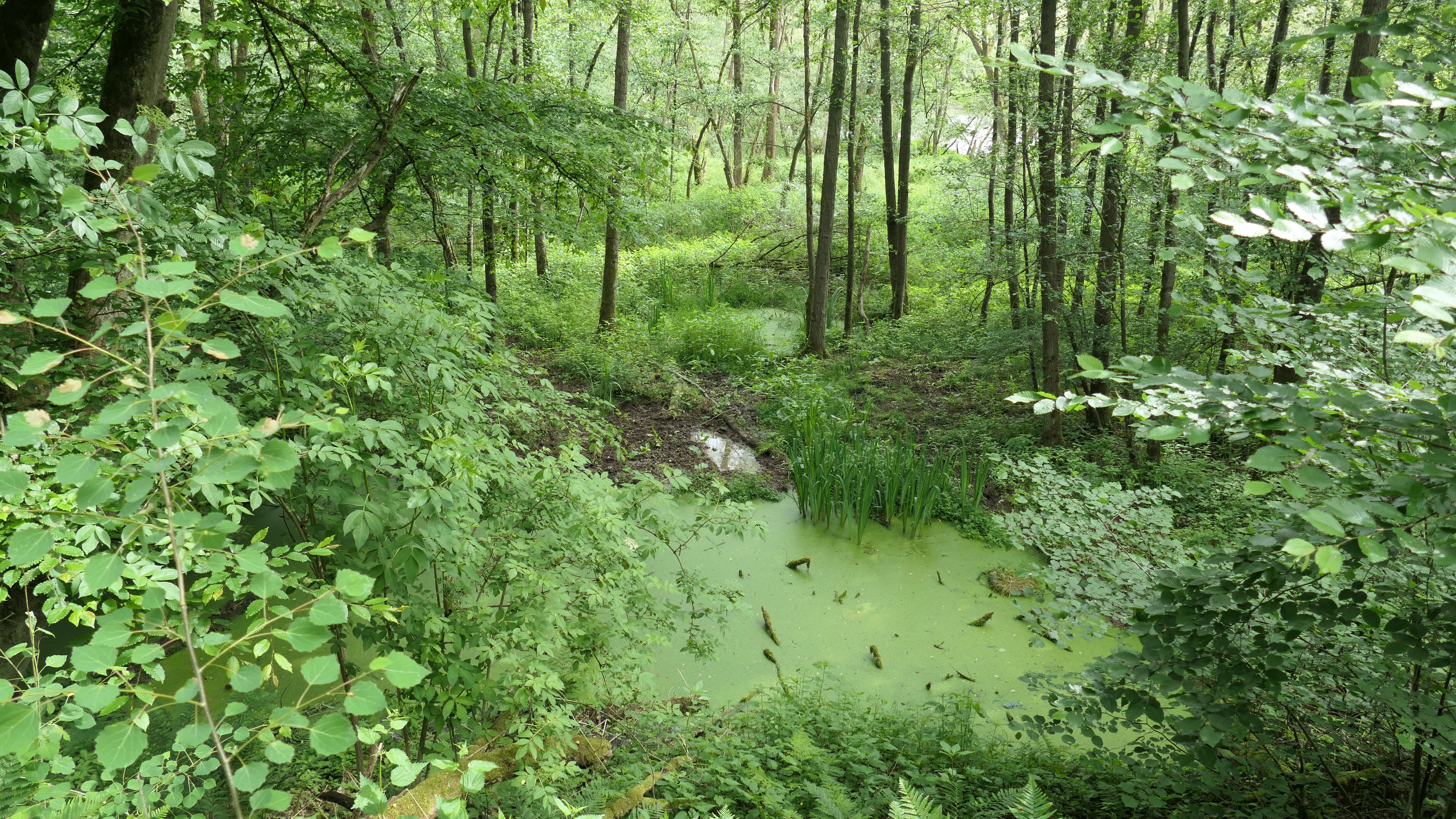 Swamp forest in the Forbachsee nature reserve