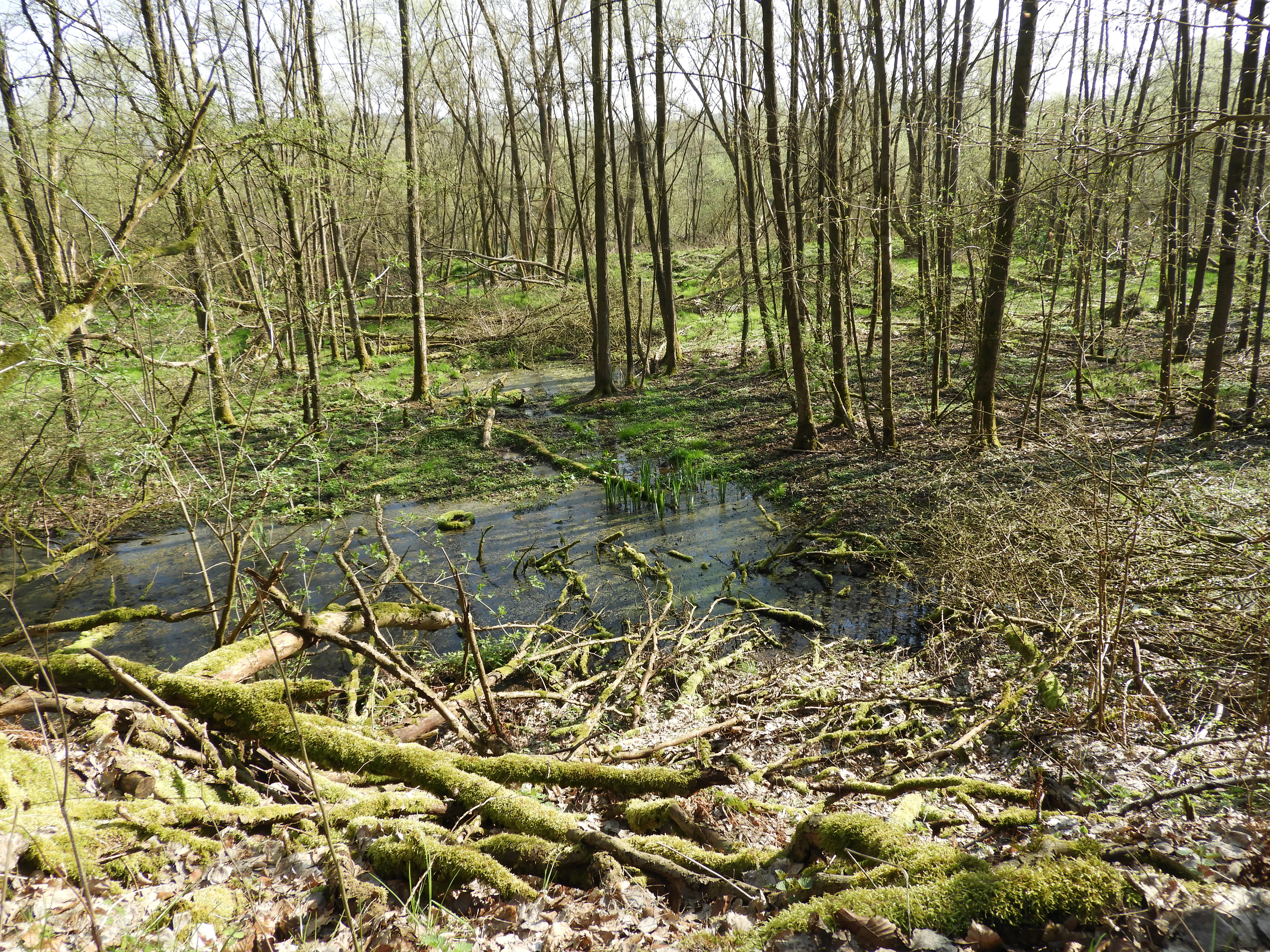 Swamp forest in the Forbachsee nature reserve