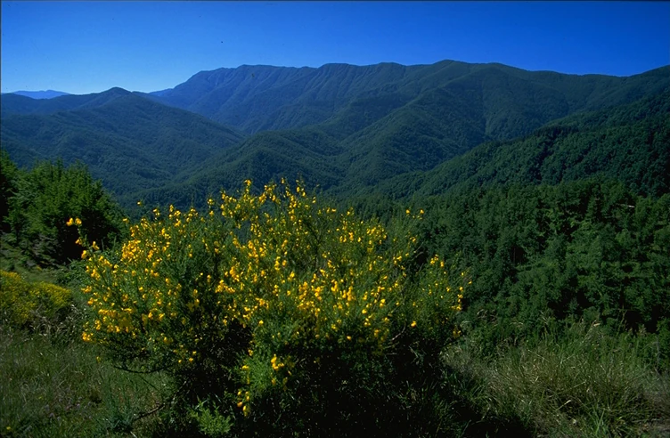 Yellow flowering bush in foreground with mountain valleys and ridges under clear blue sky