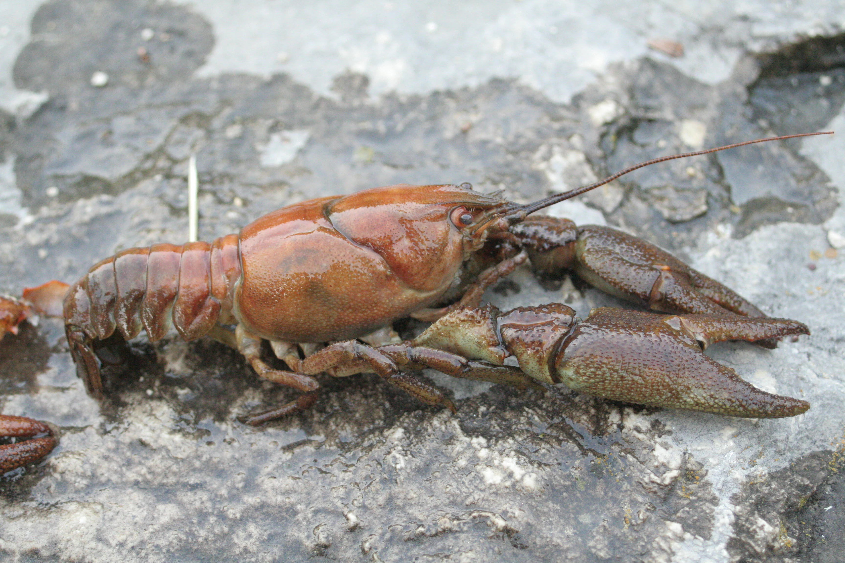 A white-clawed crayfish (Austropotamobius pallipes) resting on a wet rock surface