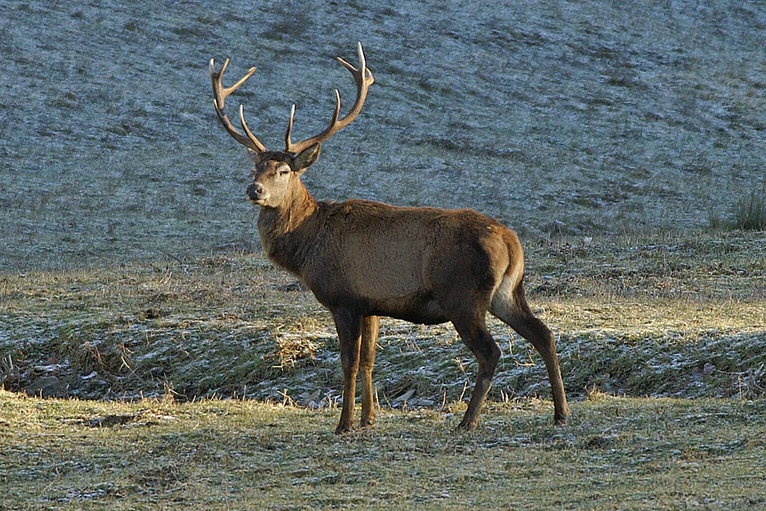 A deer with large antlers standing in a grassy field with a sloped hillside background