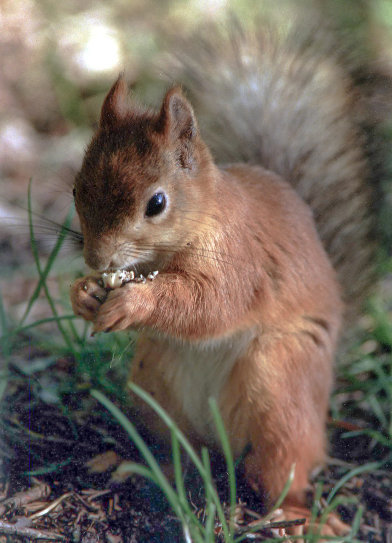 Brown European squirrel holding a nut with both paws on forest floor