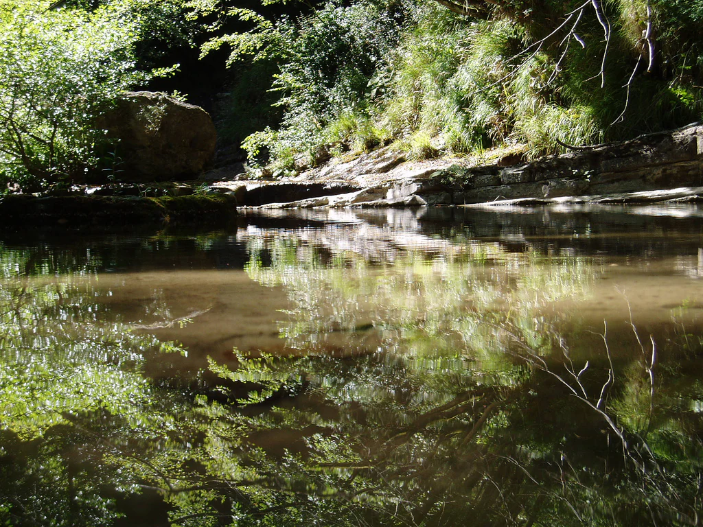 Calm stream reflecting surrounding trees and vegetation with rocky banks