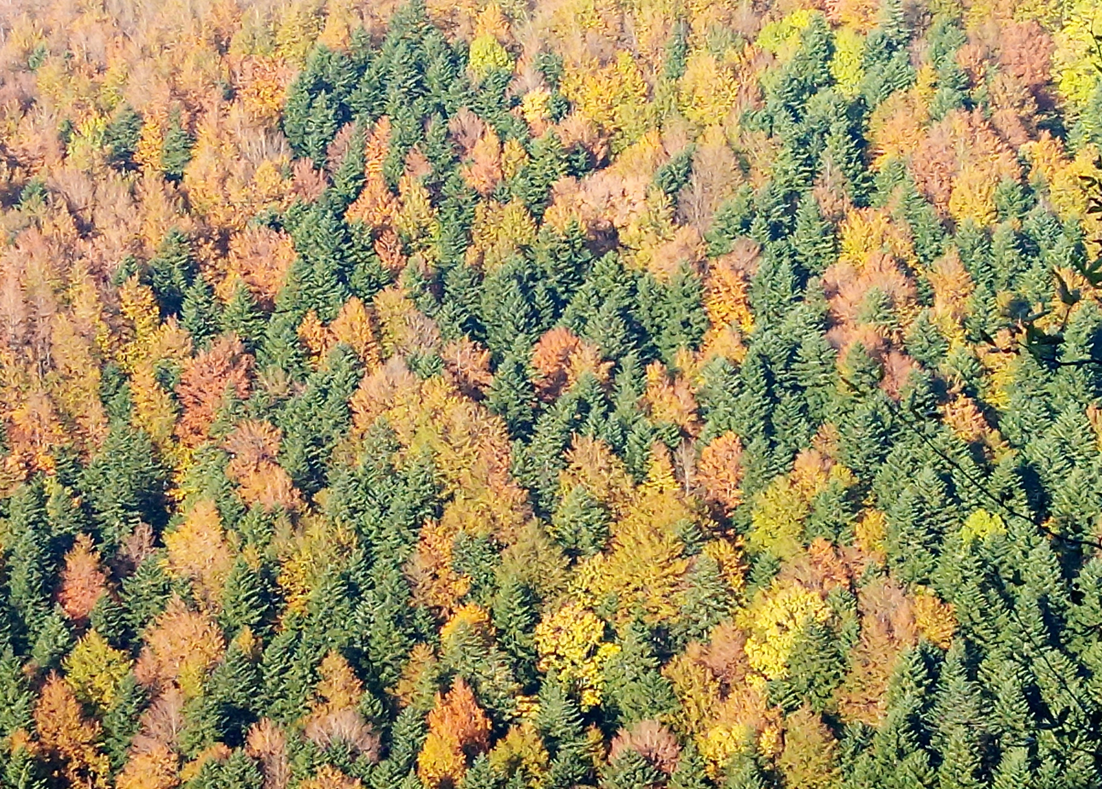 Aerial view of a dense forest with autumn foliage in shades of orange, yellow, and green