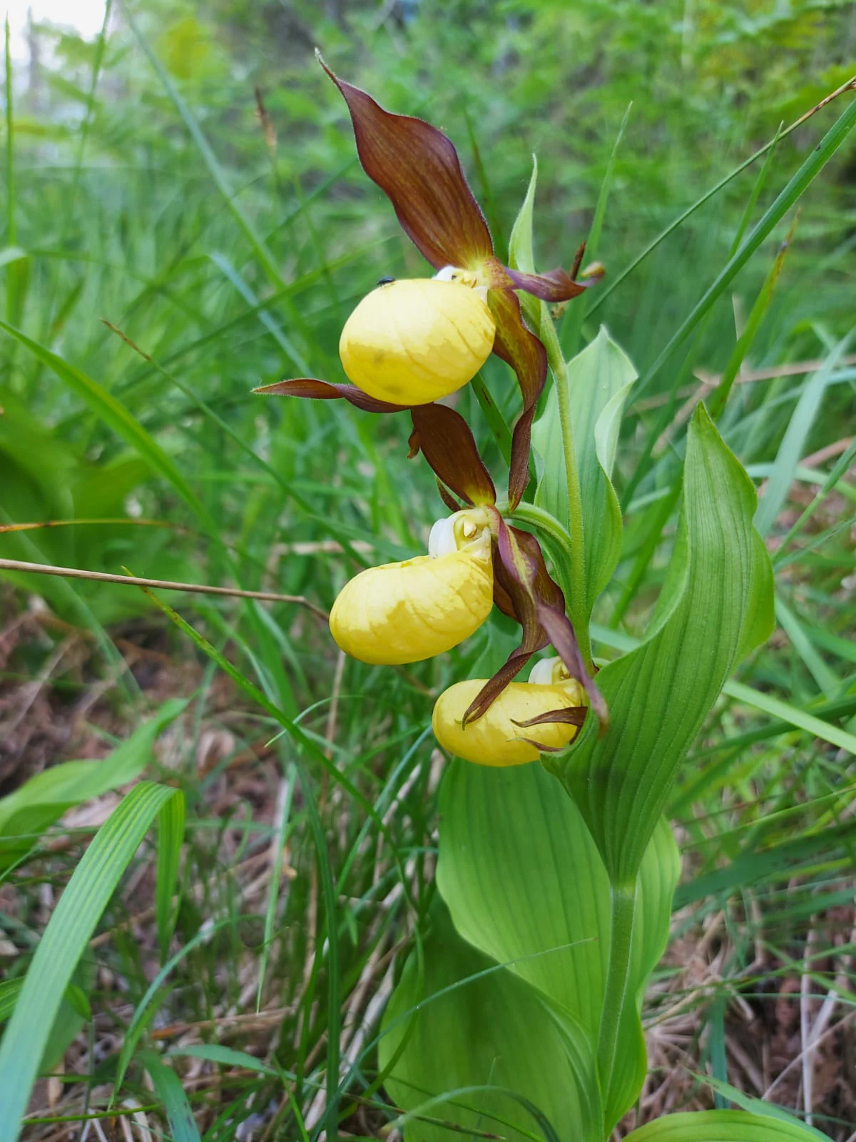 Yellow and brown Venus slipper orchids with green leaves in a grassy field