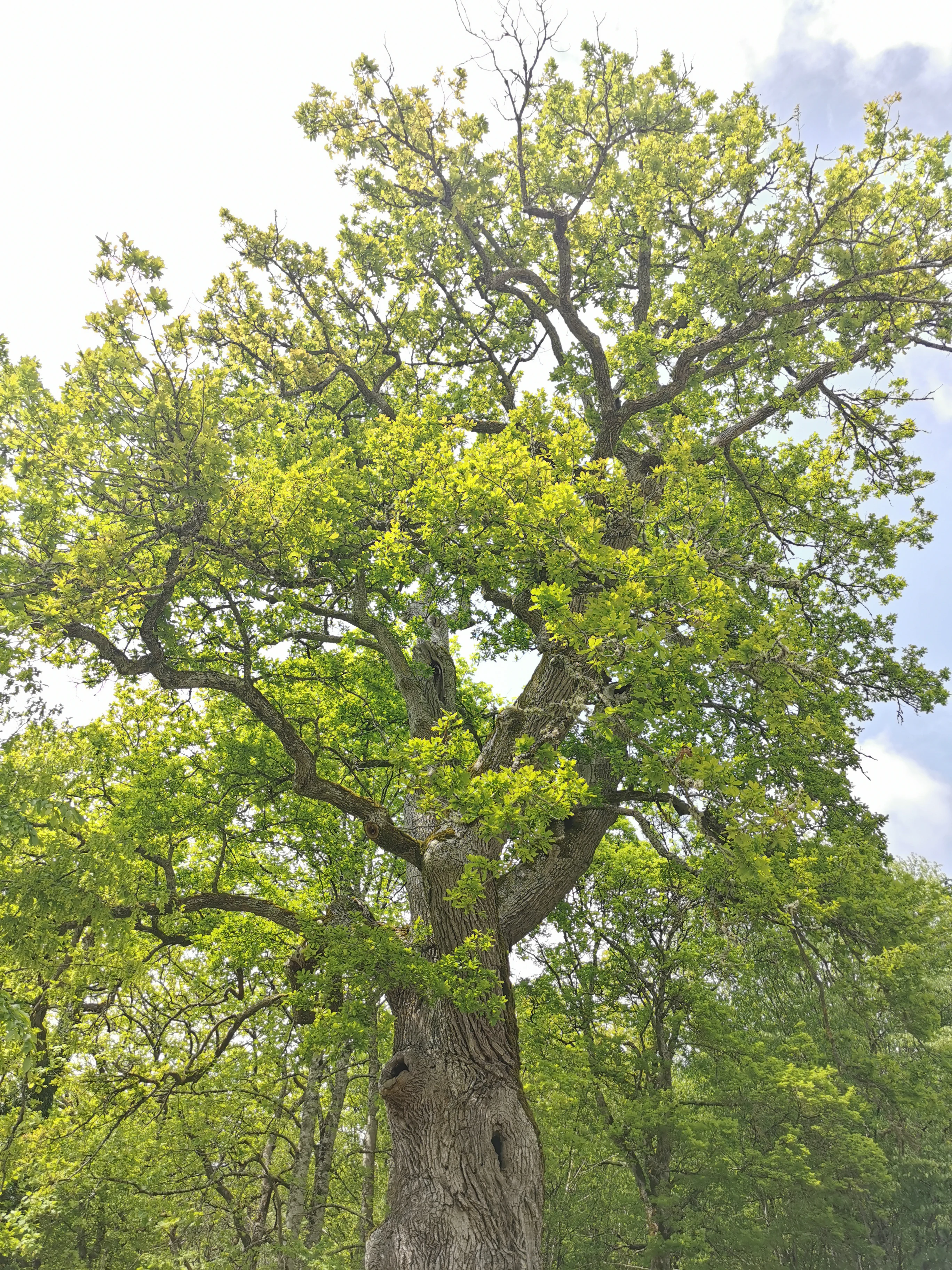 A large oak tree with dense green foliage in a forested area