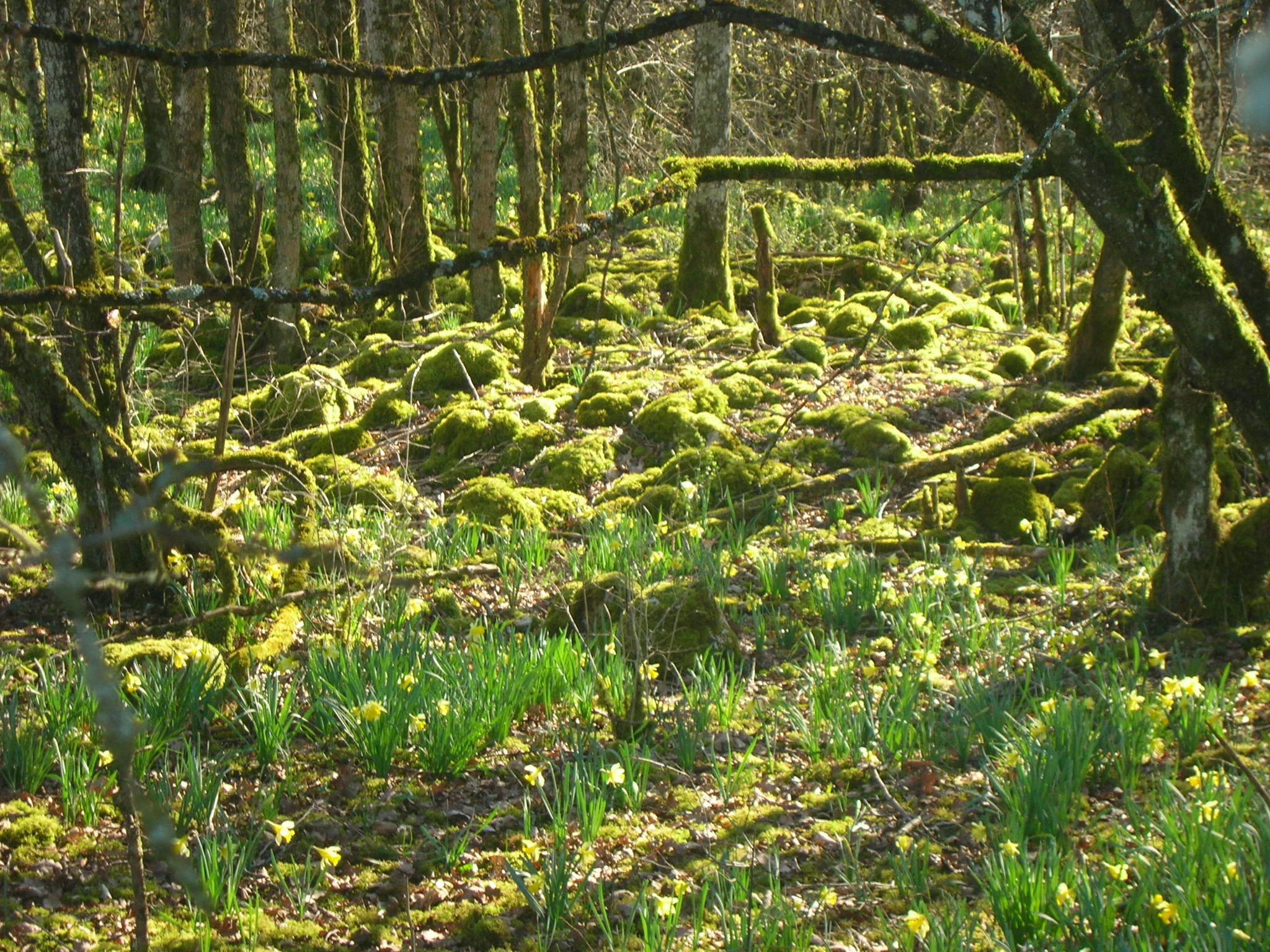 Sunlit forest scene with moss-covered rocks, green vegetation, yellow flowers, and tall trees with mossy branches