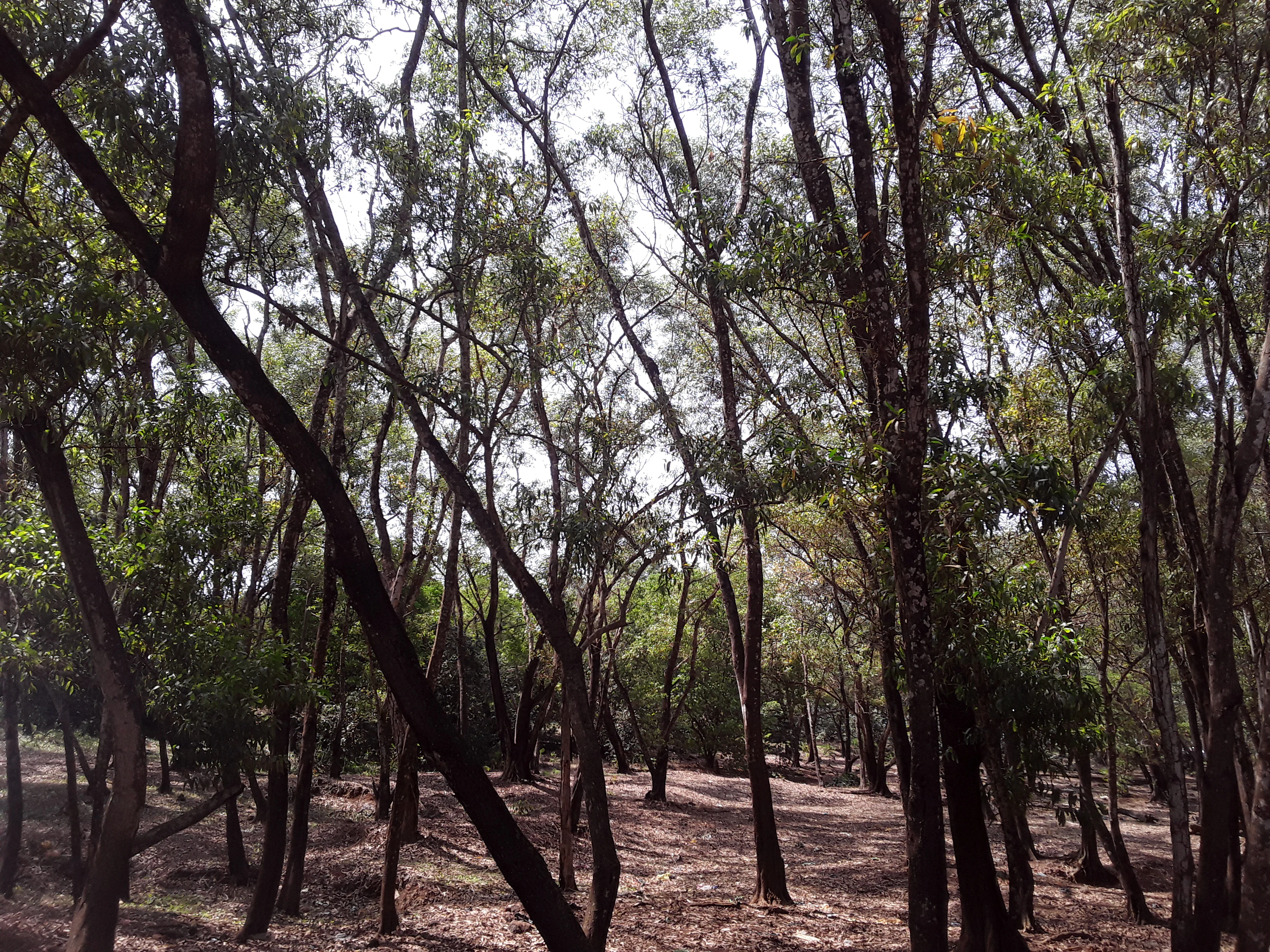 A slightly backlit view inside a forest with numerous thin tree trunks and a canopy allowing light to filter down to the dry, leaf-covered ground.