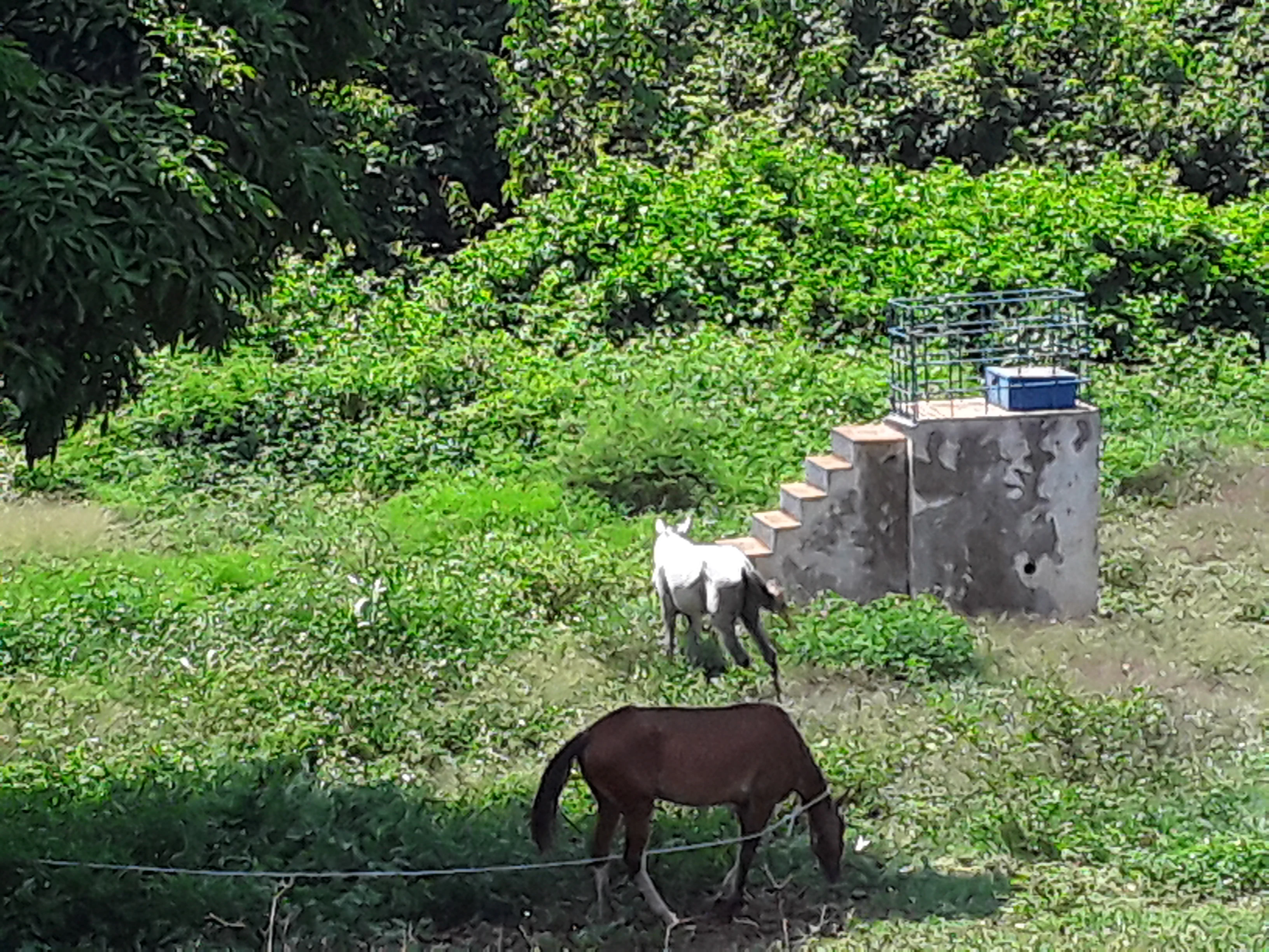 Two horses grazing in a grassy field in front of a small concrete structure and dense green foliage.