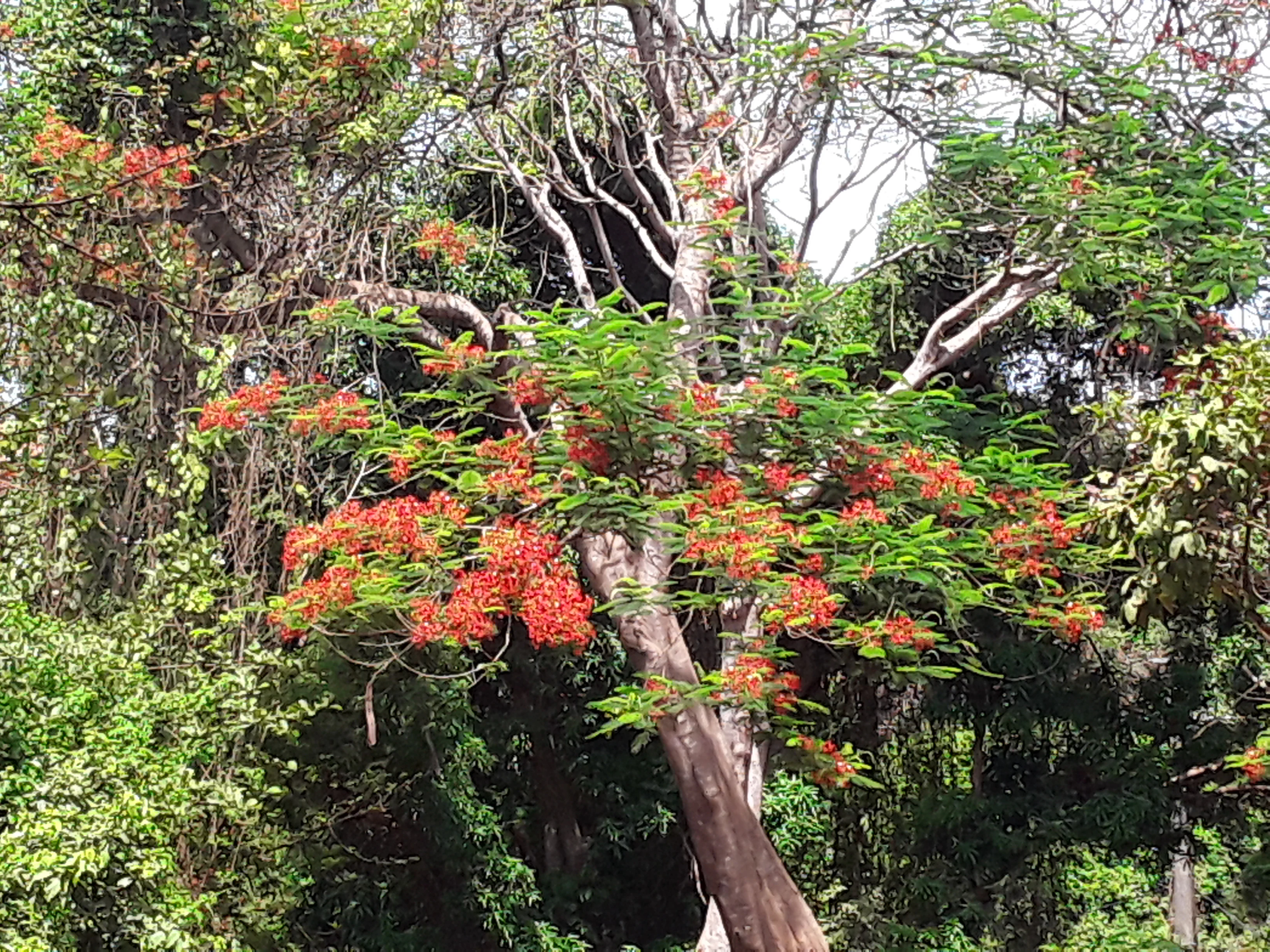 A medium shot of a tree with vibrant orange-red flowers and green foliage standing in a dense tropical forest.