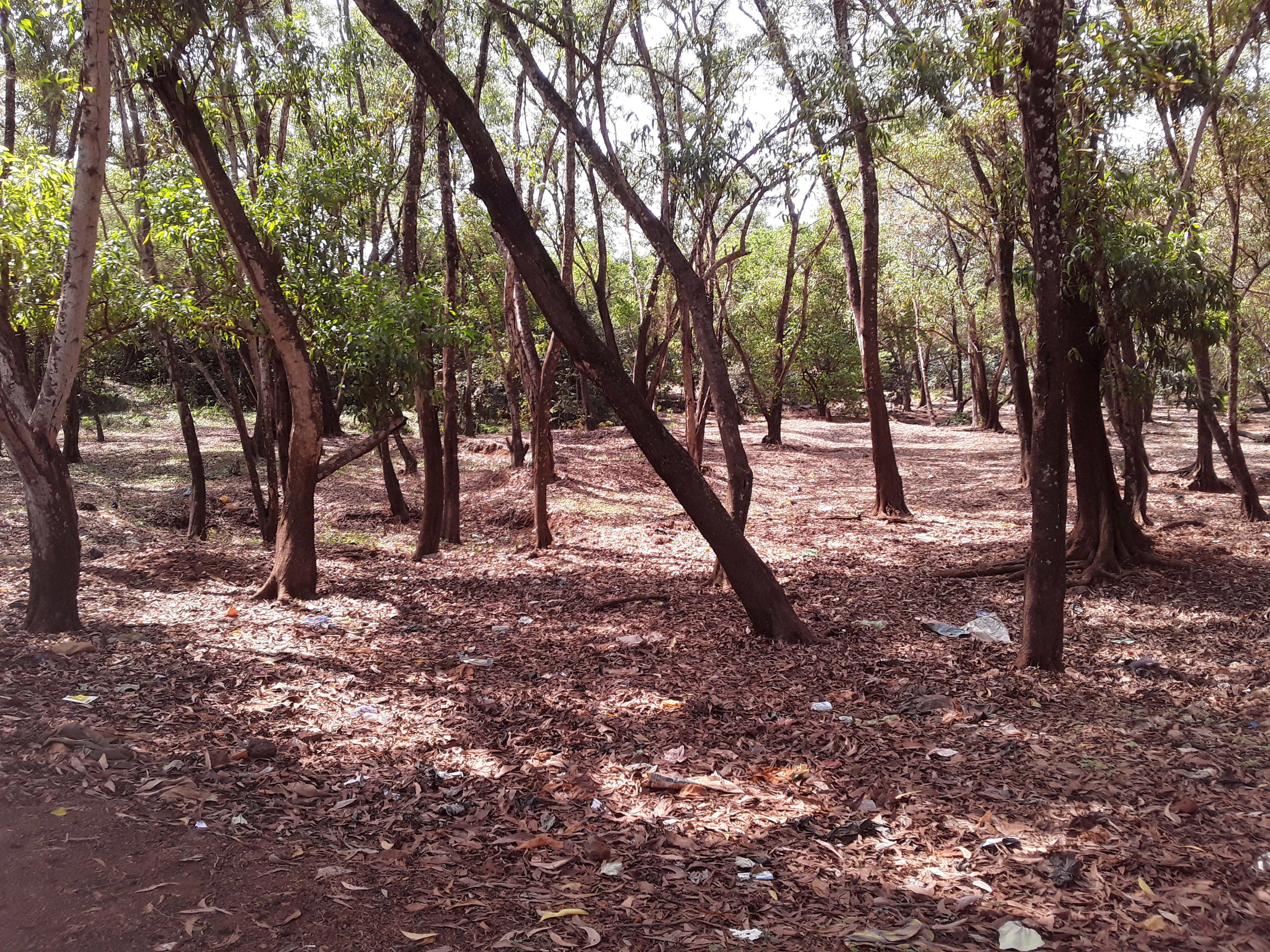A grove of slender trees with a ground covered in dry brown leaves in the Kakimbo Classified Forest.